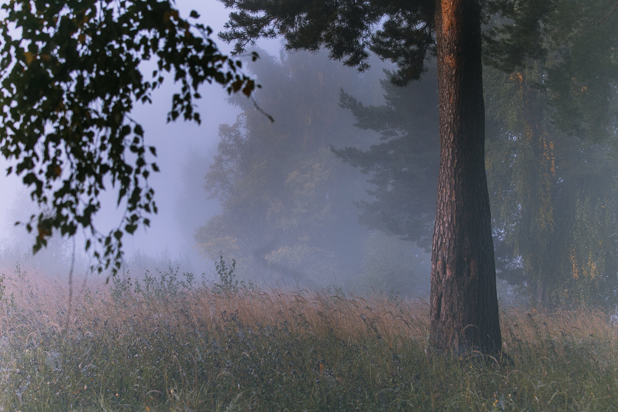 Средняя полоса. Свадебный и репортажный фотограф в Ярославле и Санкт-Петербурге Роман Микрюков