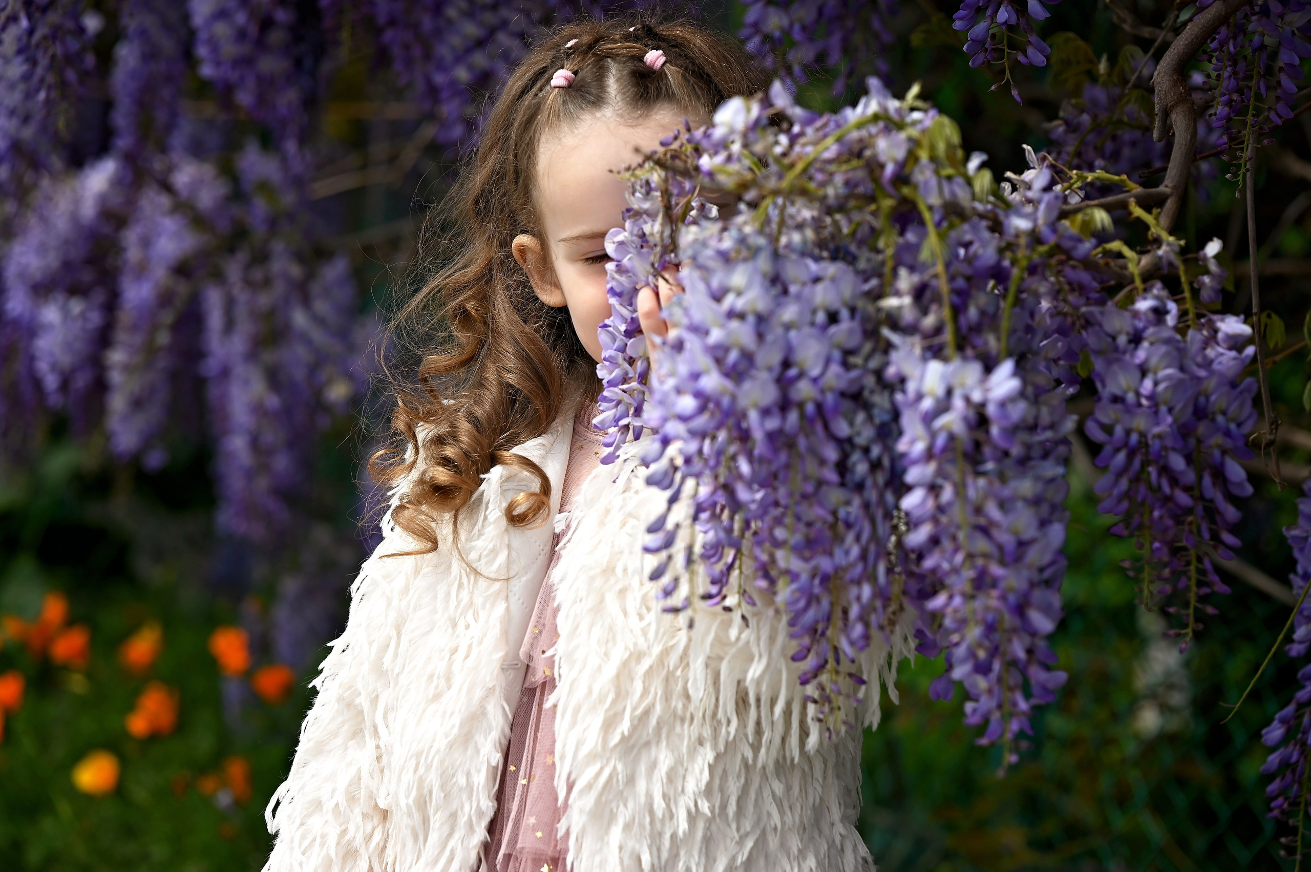 Глициния. Главная