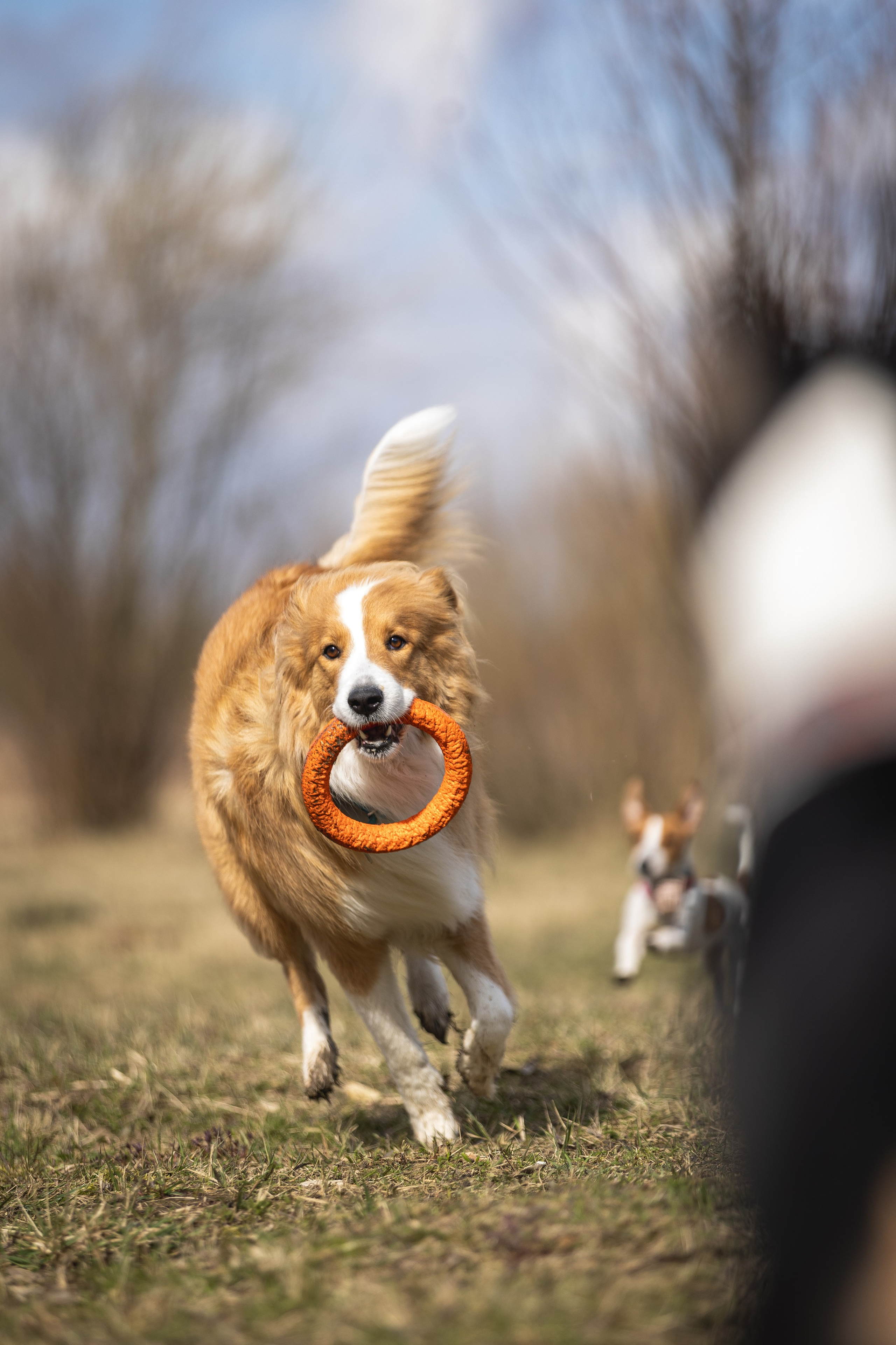 Догтуса 24.03.2024. Ирина Голомб|Фотограф-анималист в  Сочи и Калининграде