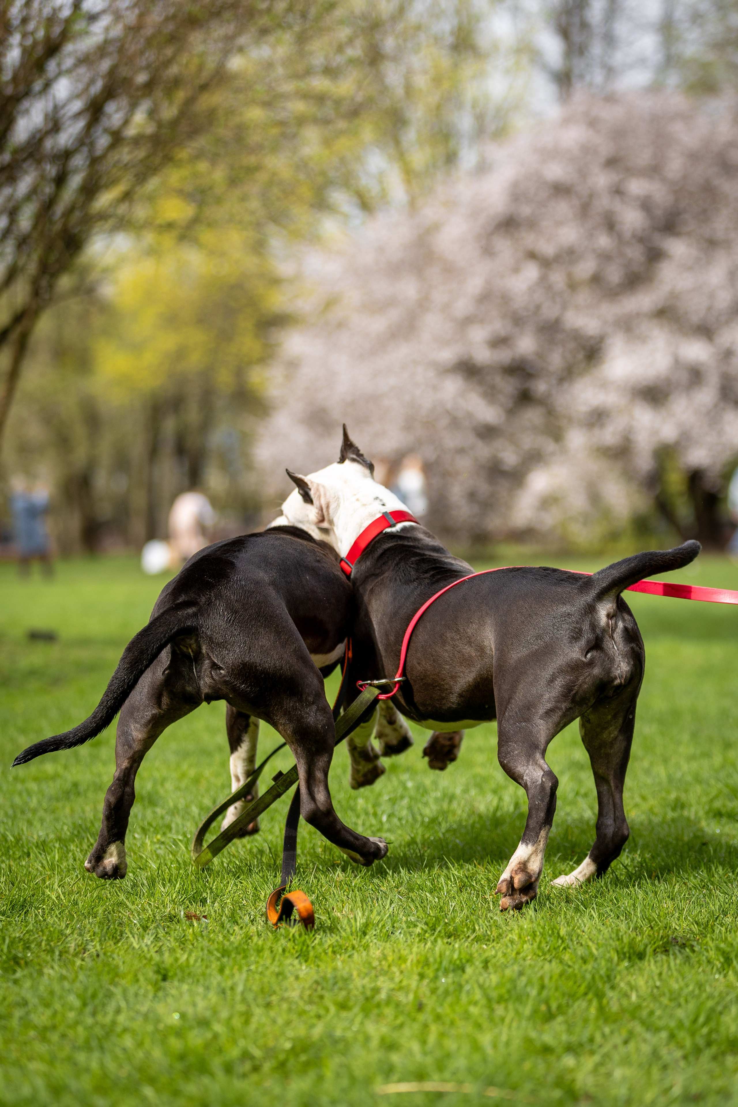 Афина и Мора, Стаффорды. Ирина Голомб|Фотограф-анималист в  Сочи и Калининграде