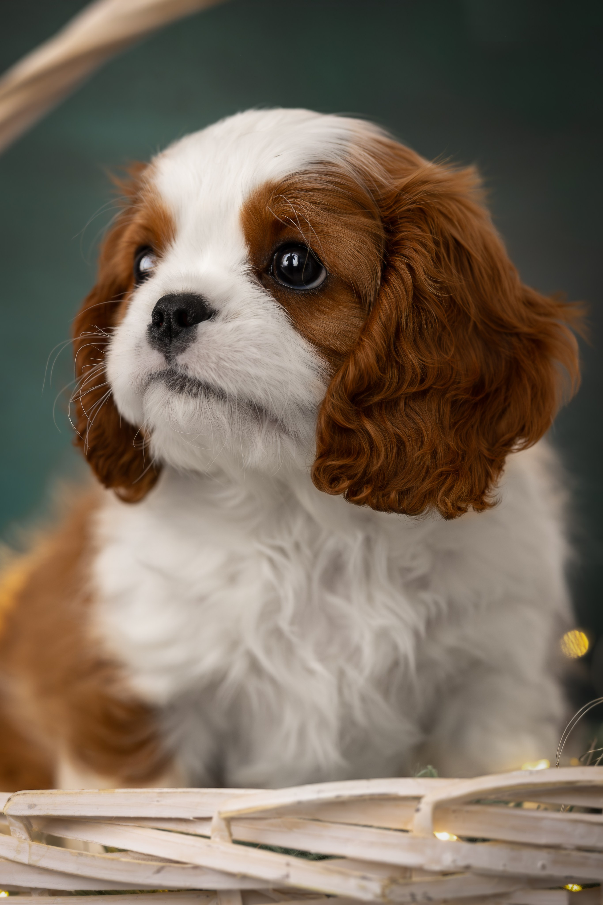 Детки кавалерчики. Ирина Голомб|Фотограф-анималист в  Сочи и Калининграде