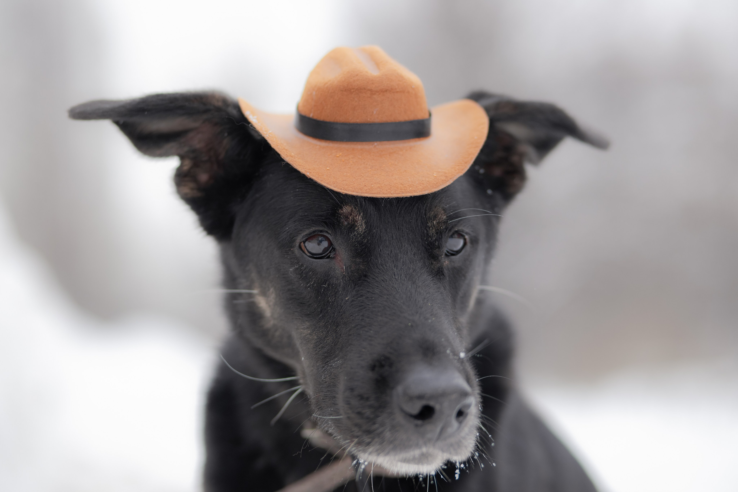 Фотосессии животных. Детский фотограф, фотограф-анималист