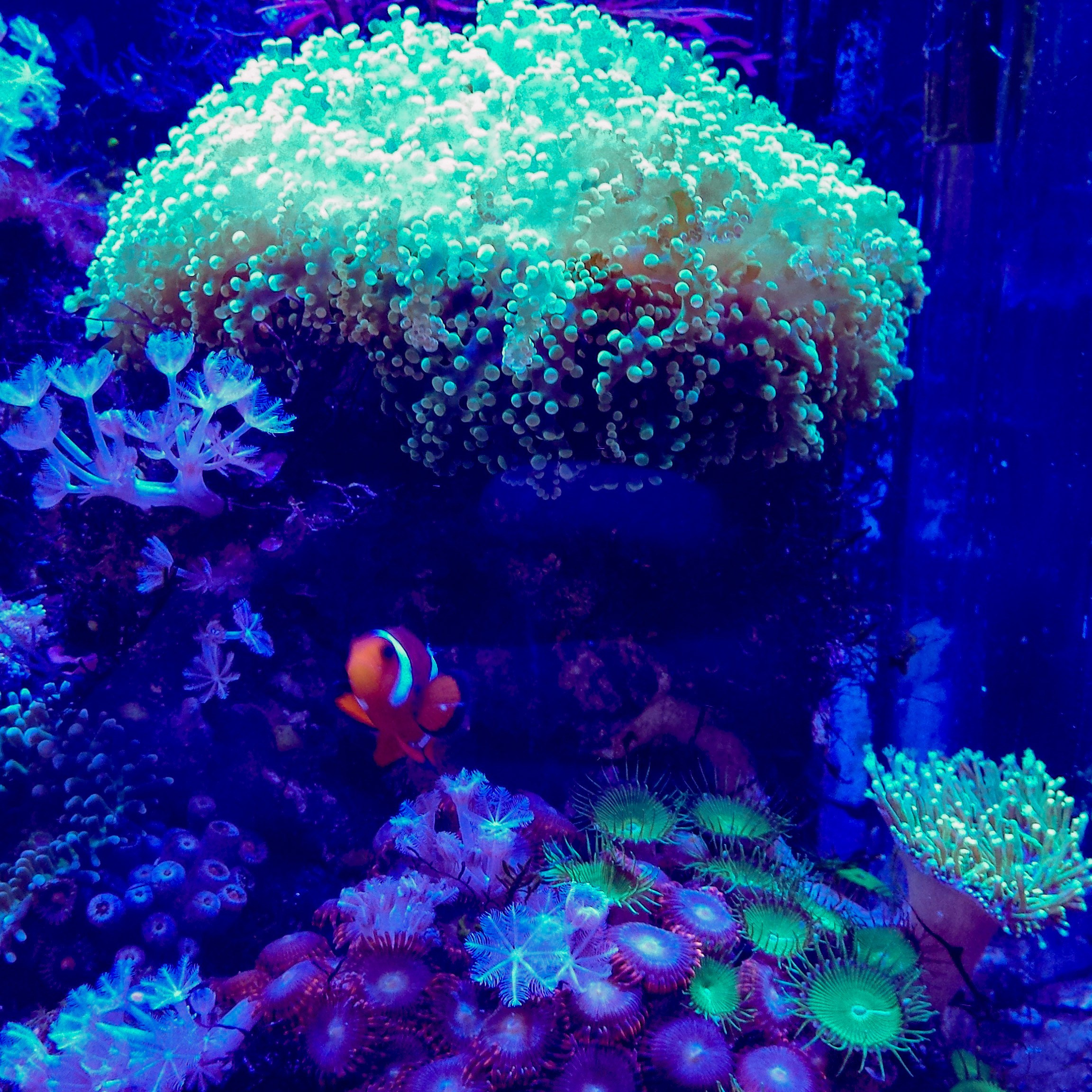 Портфолио морских аквариумов. Максим Ерёмин. Home