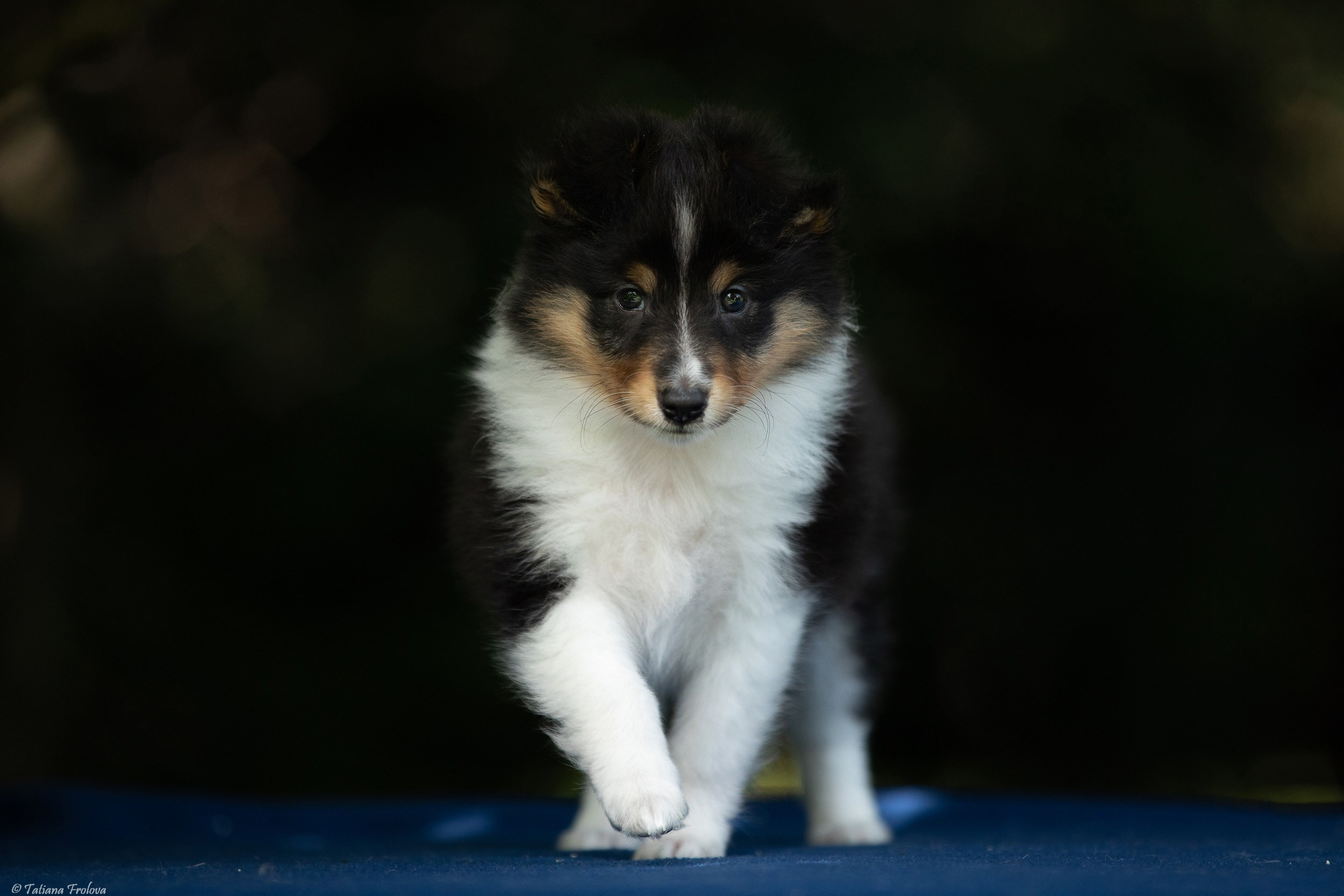 Фото помета щенков для продажи. Фотограф-анималист в Москве и Московской области Татьяна Фролова