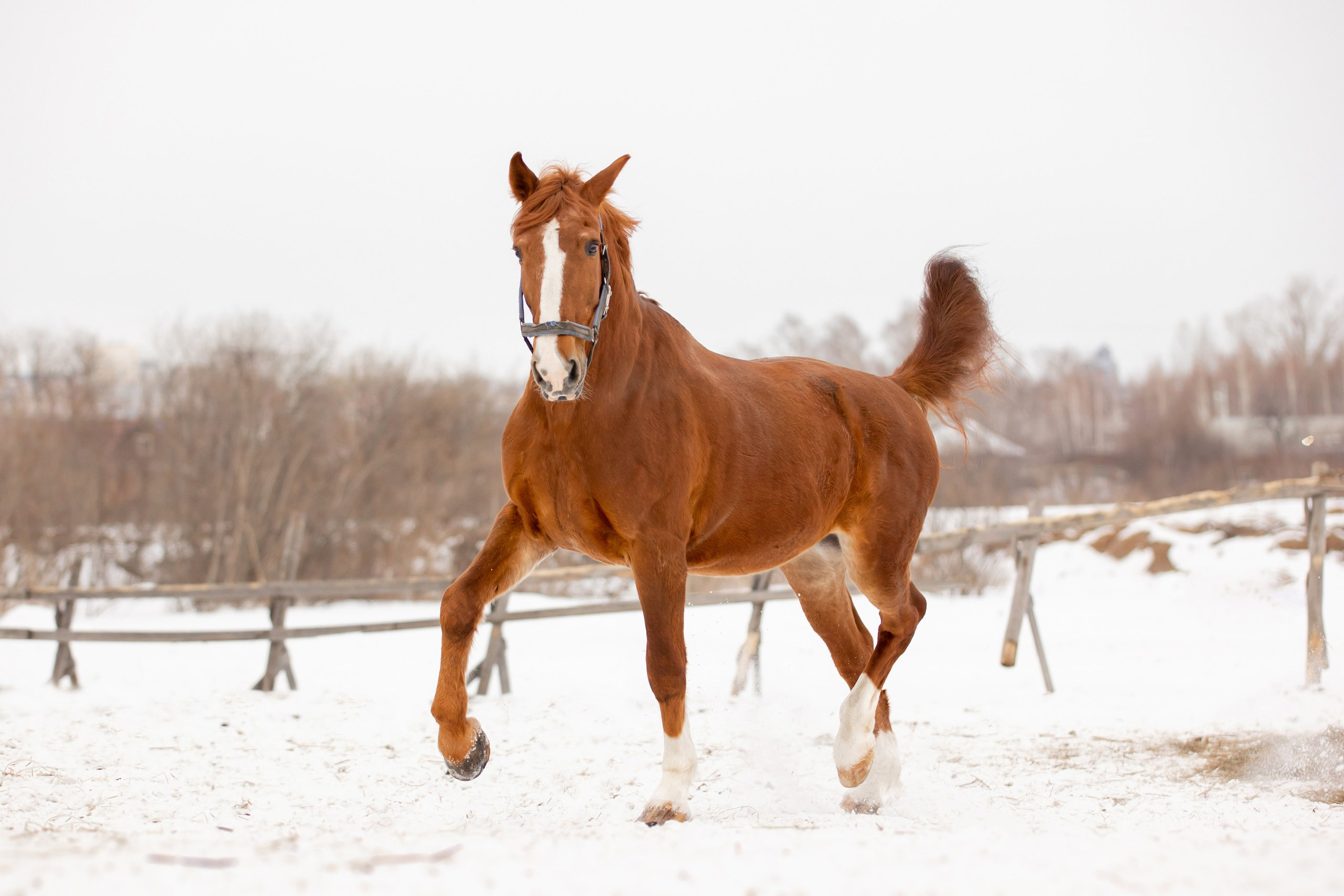 Лошади. Конный фотограф Валынкина Лера