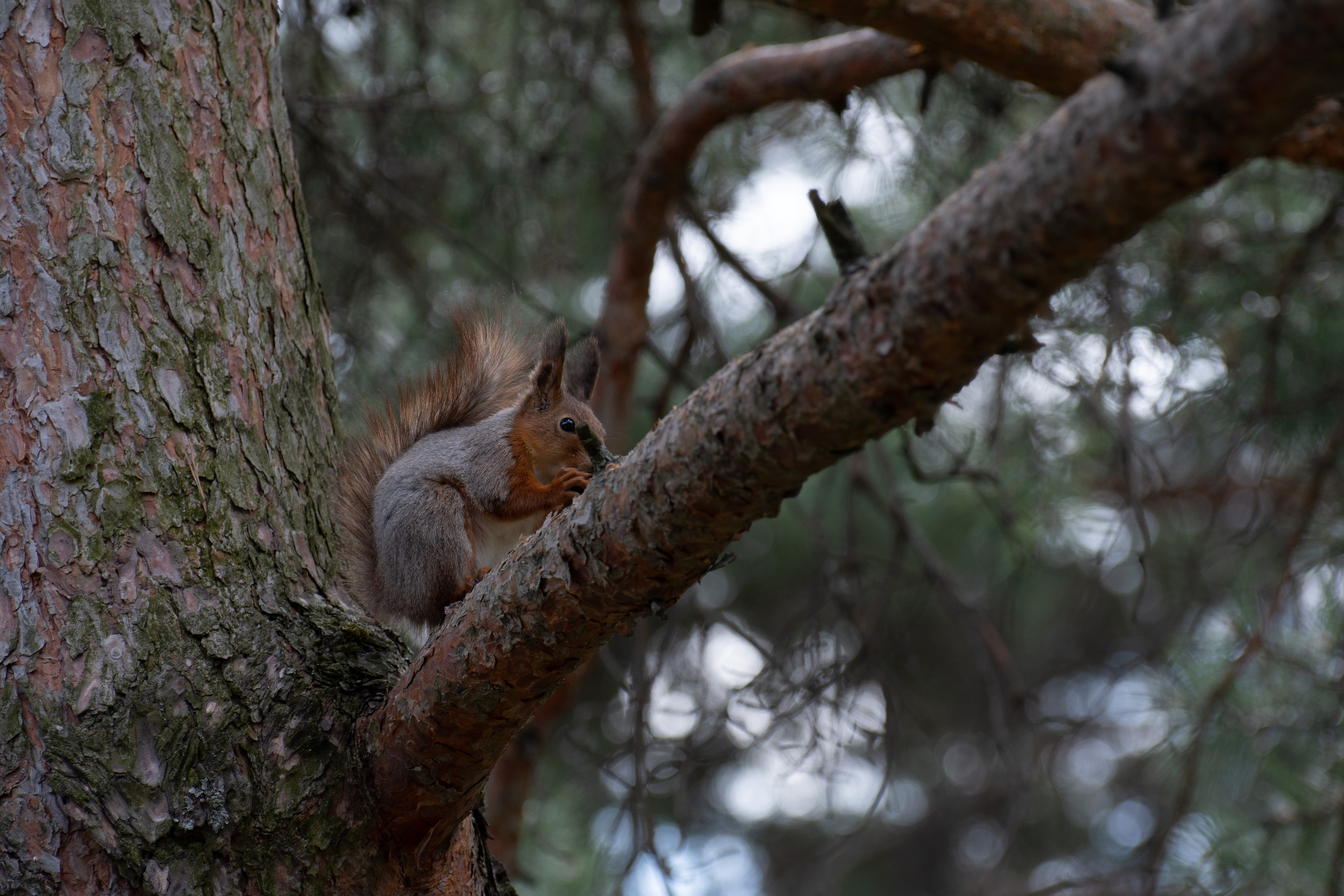 20220502 Центр. Дмитрий Ремизов. Фотография, как хобби