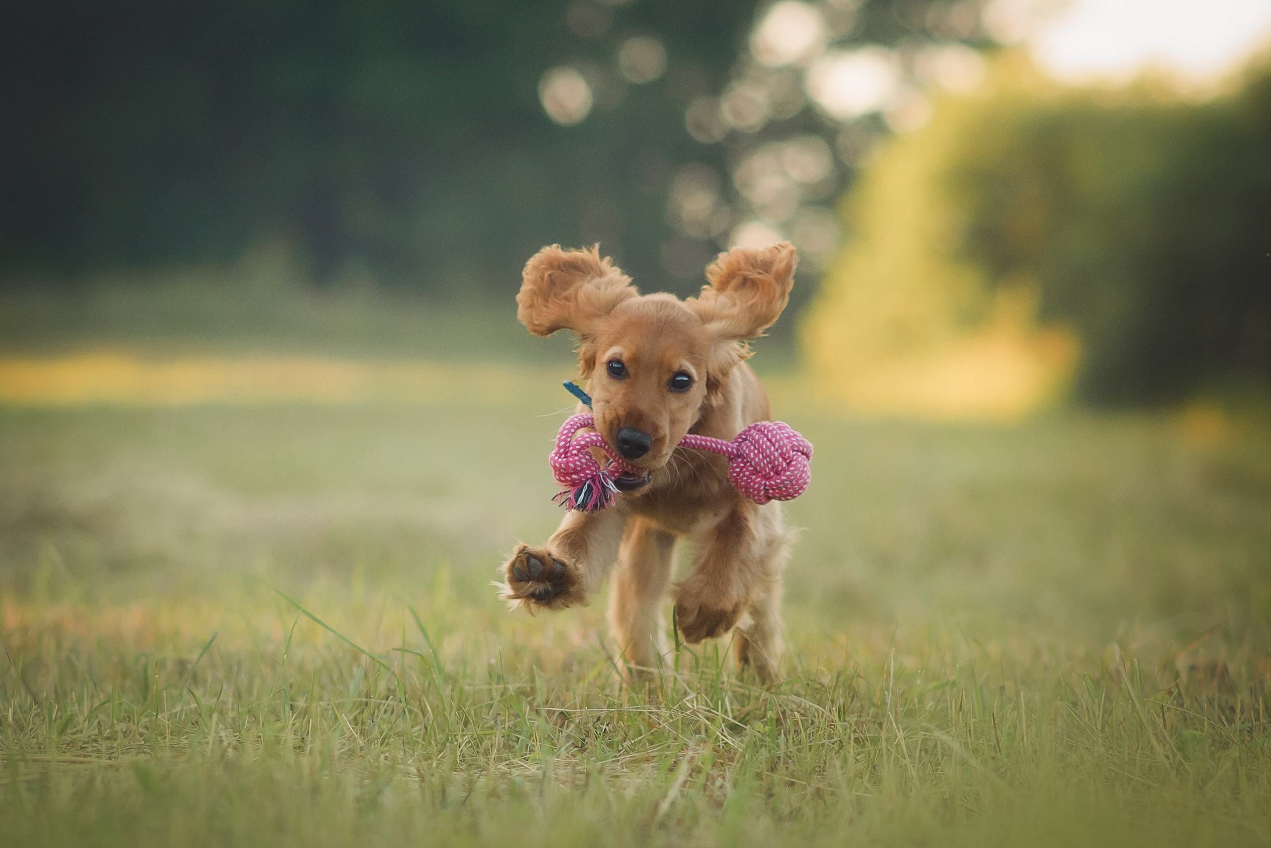 Наташа, Агата, Назар и Август — 17.07.2025. Фотограф — Анималист | Анна Абрамова