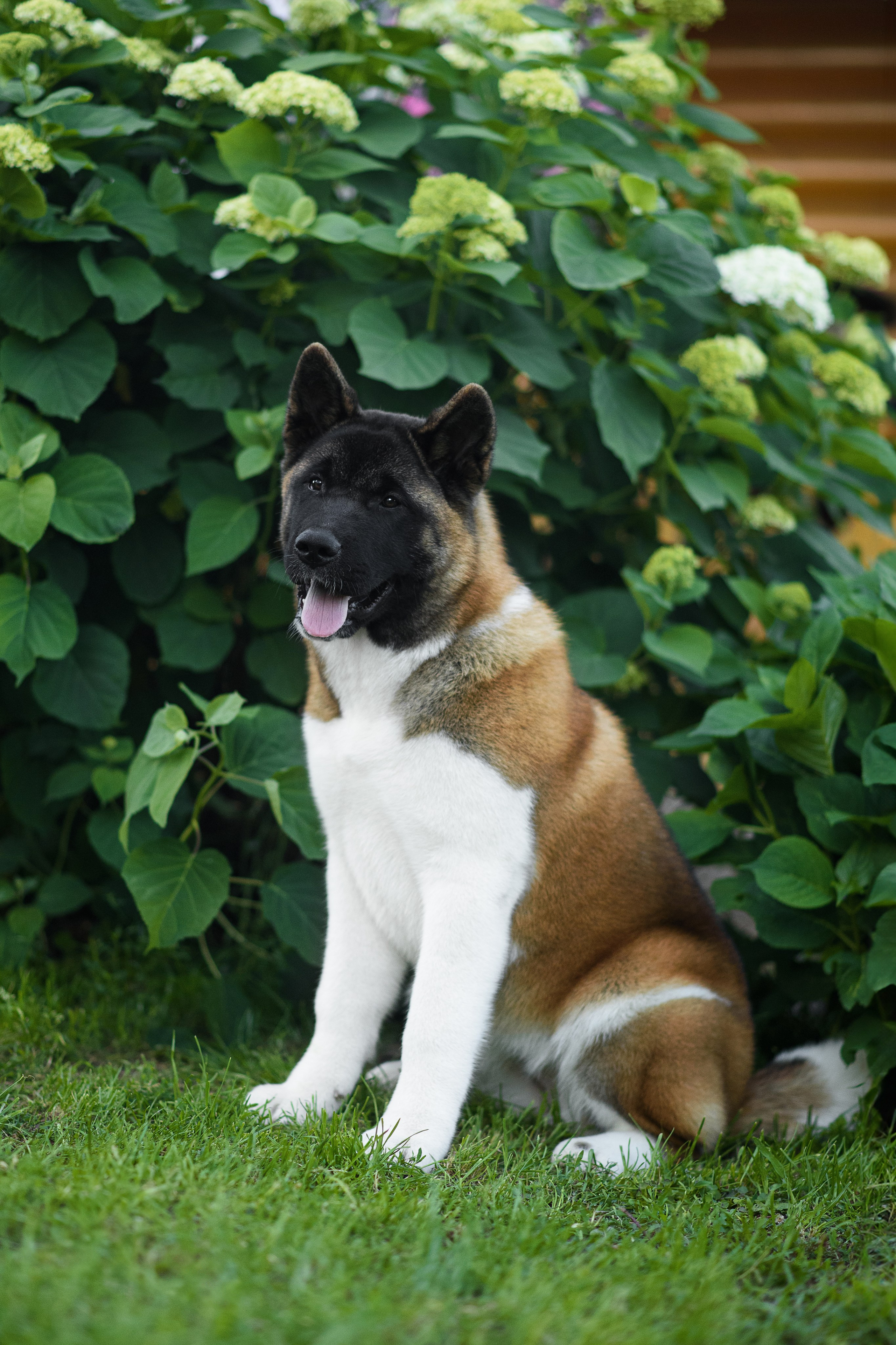 Луна — 21.06.2024. Фотограф — Анималист | Анна Абрамова