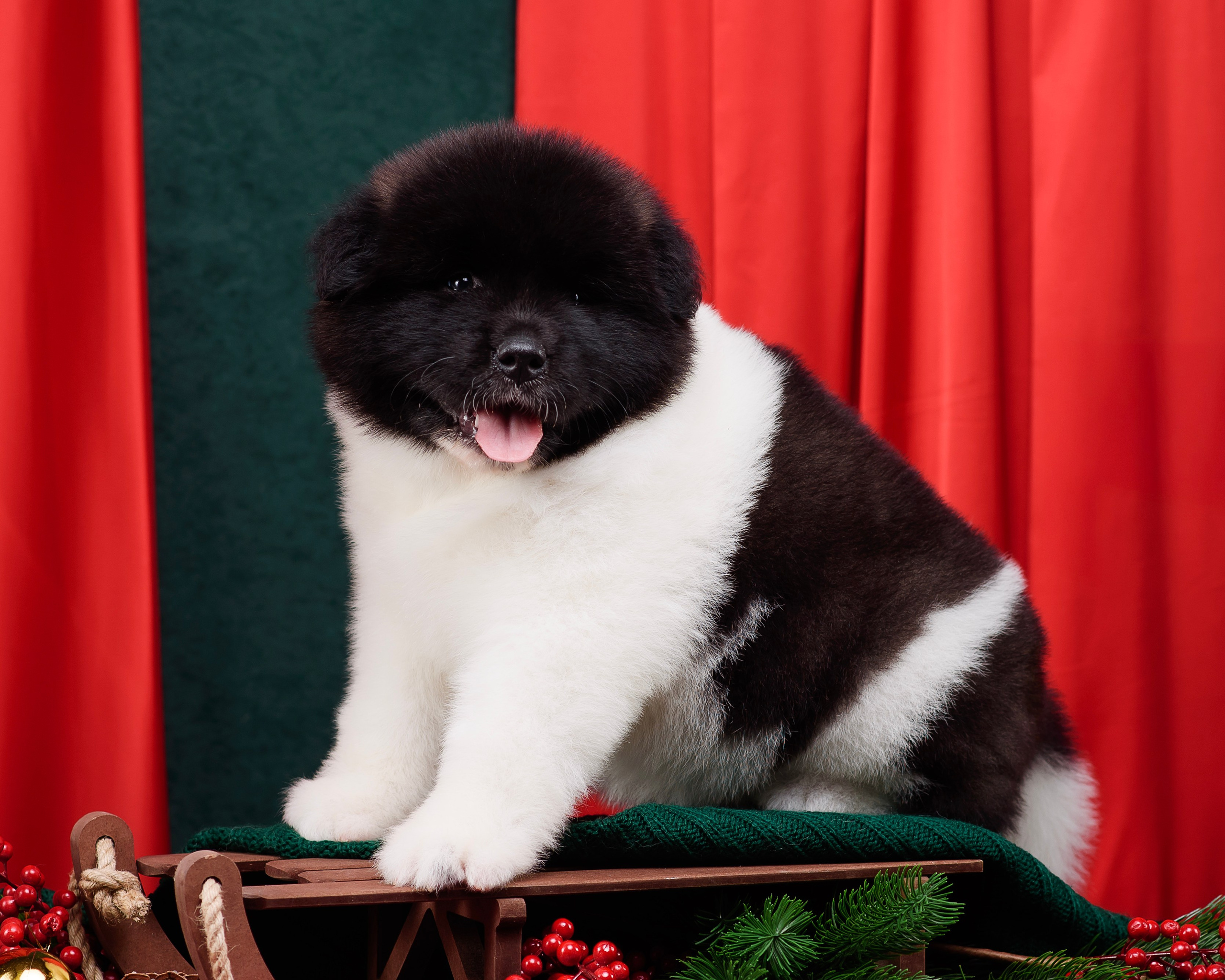 Щенки Американской Акиты. Фотограф — Анималист | Анна Абрамова