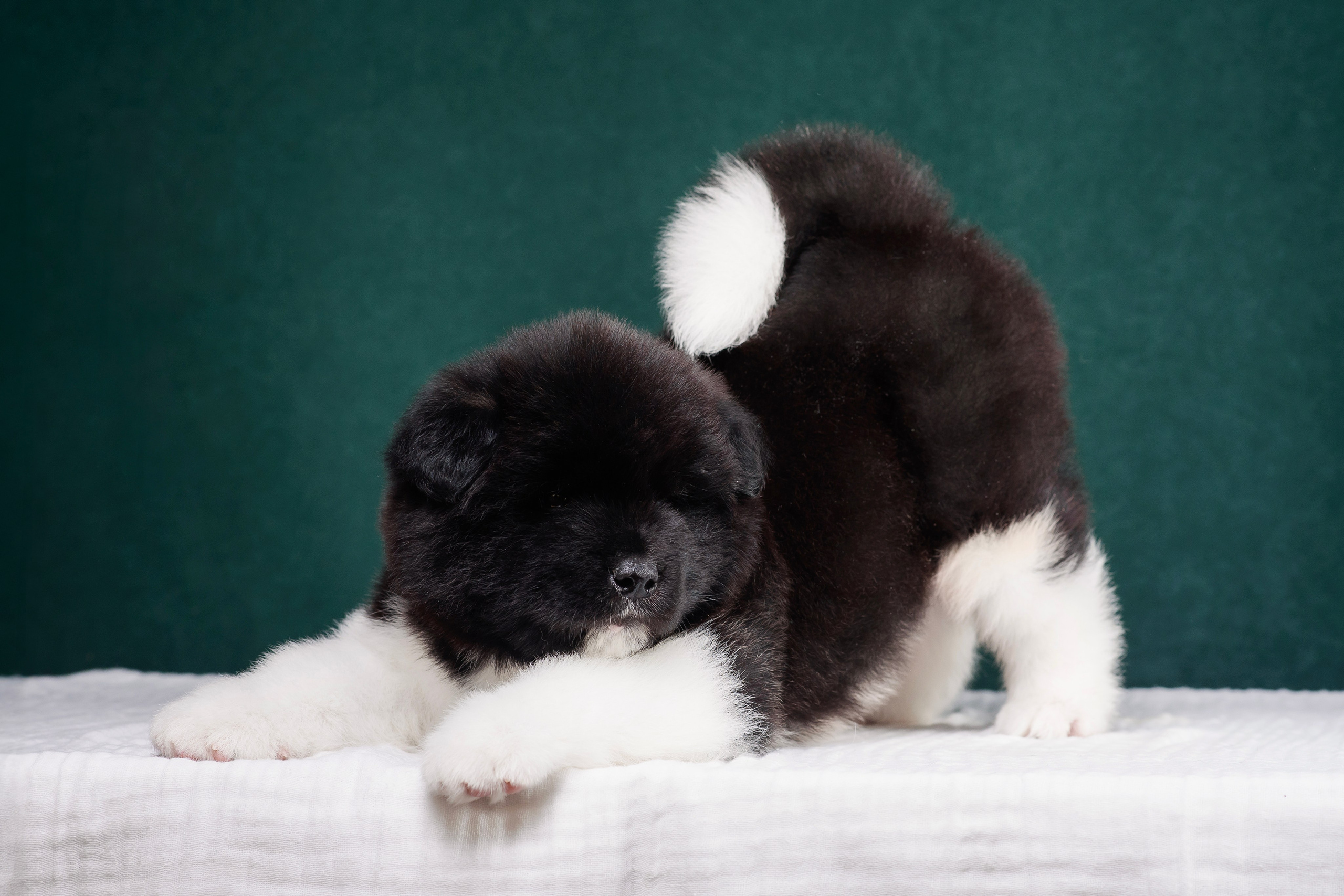 Щенки Американской Акиты. Фотограф — Анималист | Анна Абрамова