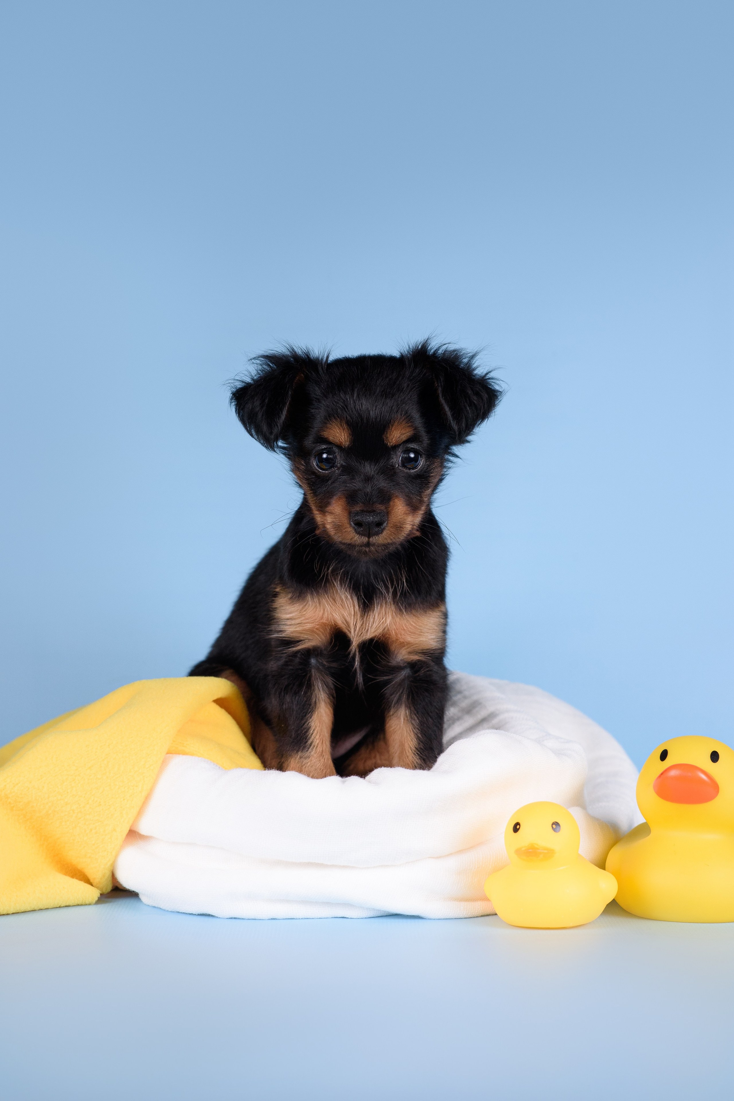 Щенки Пражских крысариков -13.04.2024. Фотограф — Анималист | Анна Абрамова