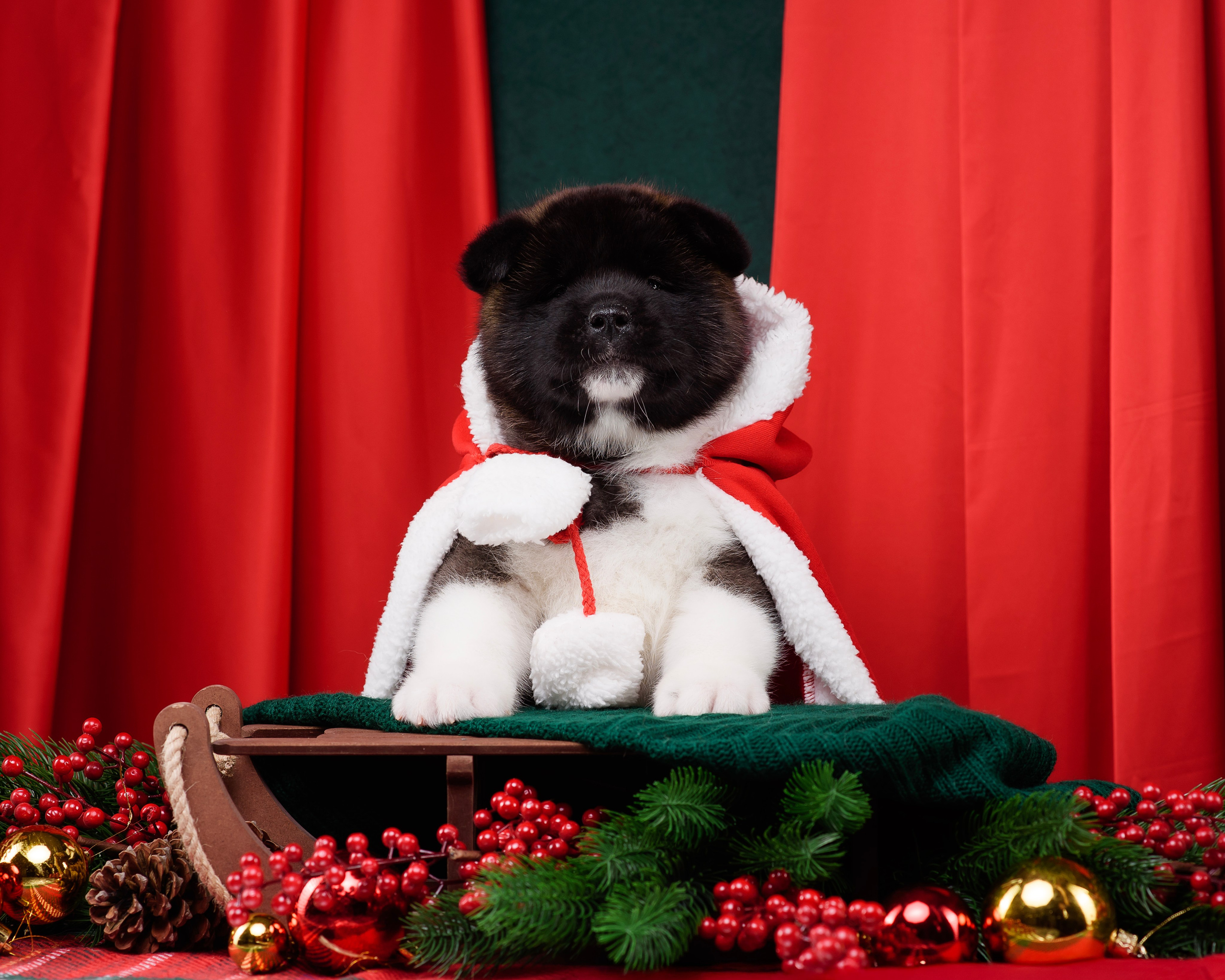 Щенки Американской Акиты. Фотограф — Анималист | Анна Абрамова