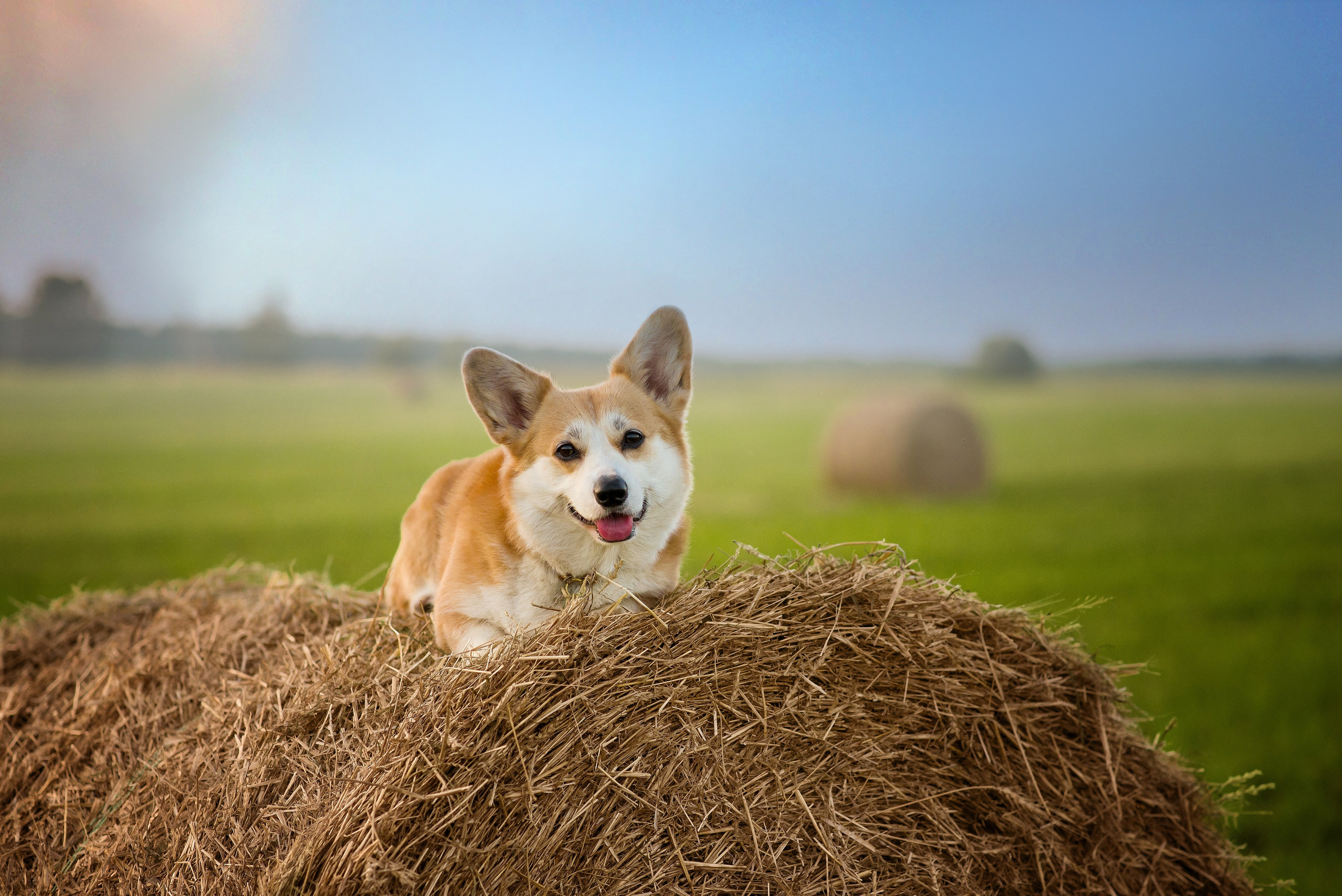 Лея и тюки — 10.08.2023. Фотограф — Анималист | Анна Абрамова