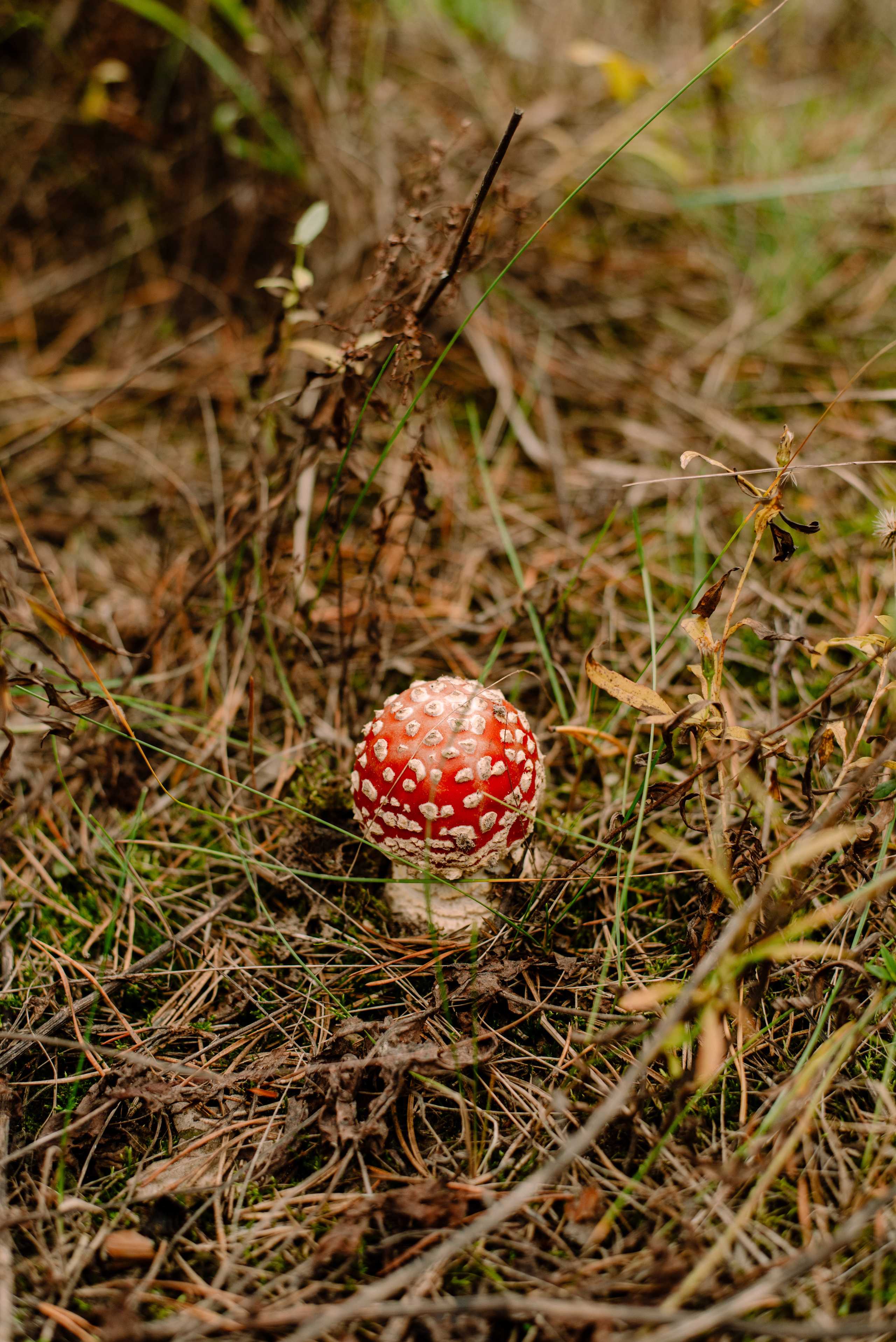 Октябрь. Семейный и свадебный фотограф в Рязани Лиза Голованова