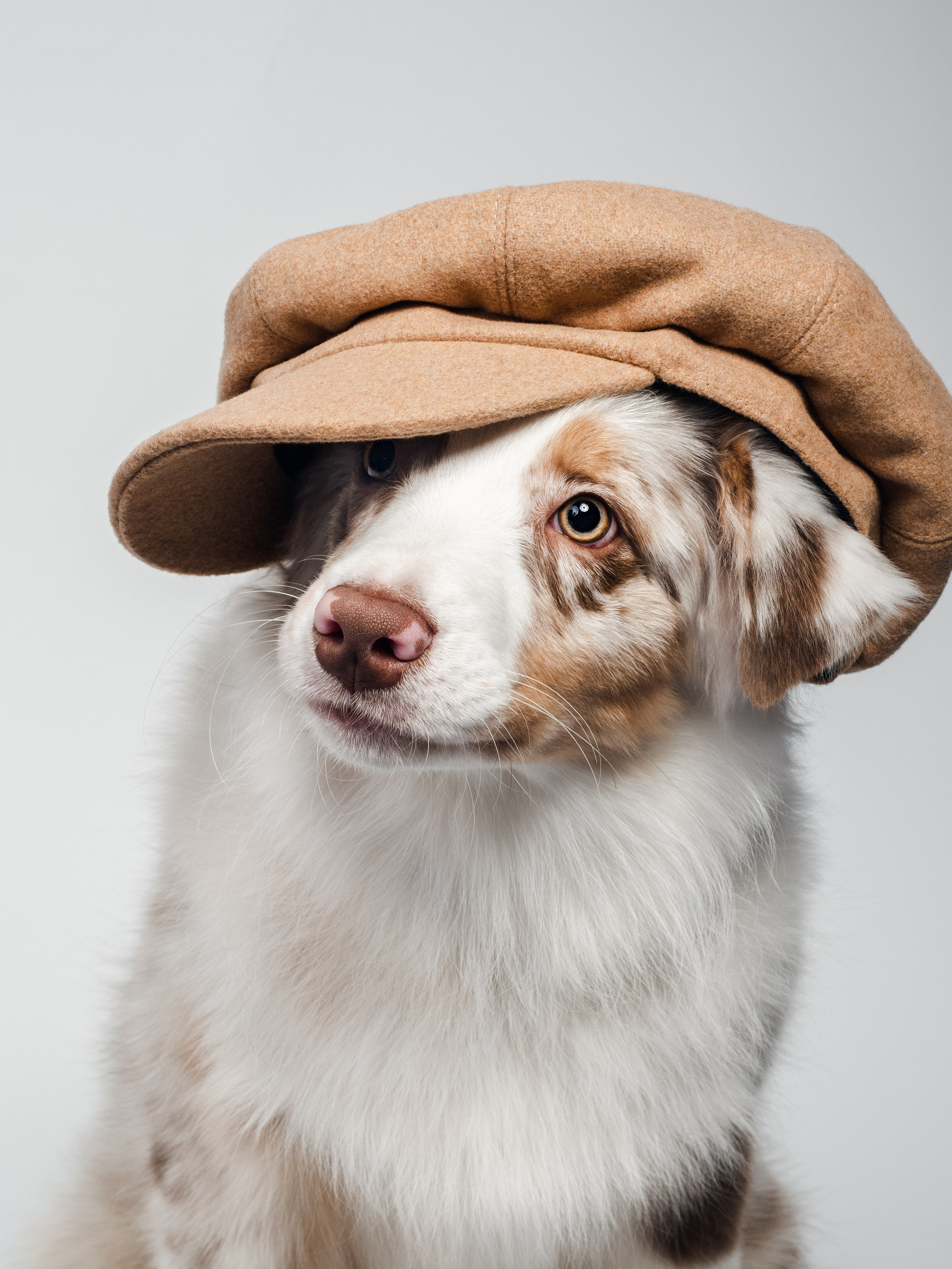 Студийная съёмка. Фотограф животных и людей в Санкт-Петербурге Дарья Быстрицкая