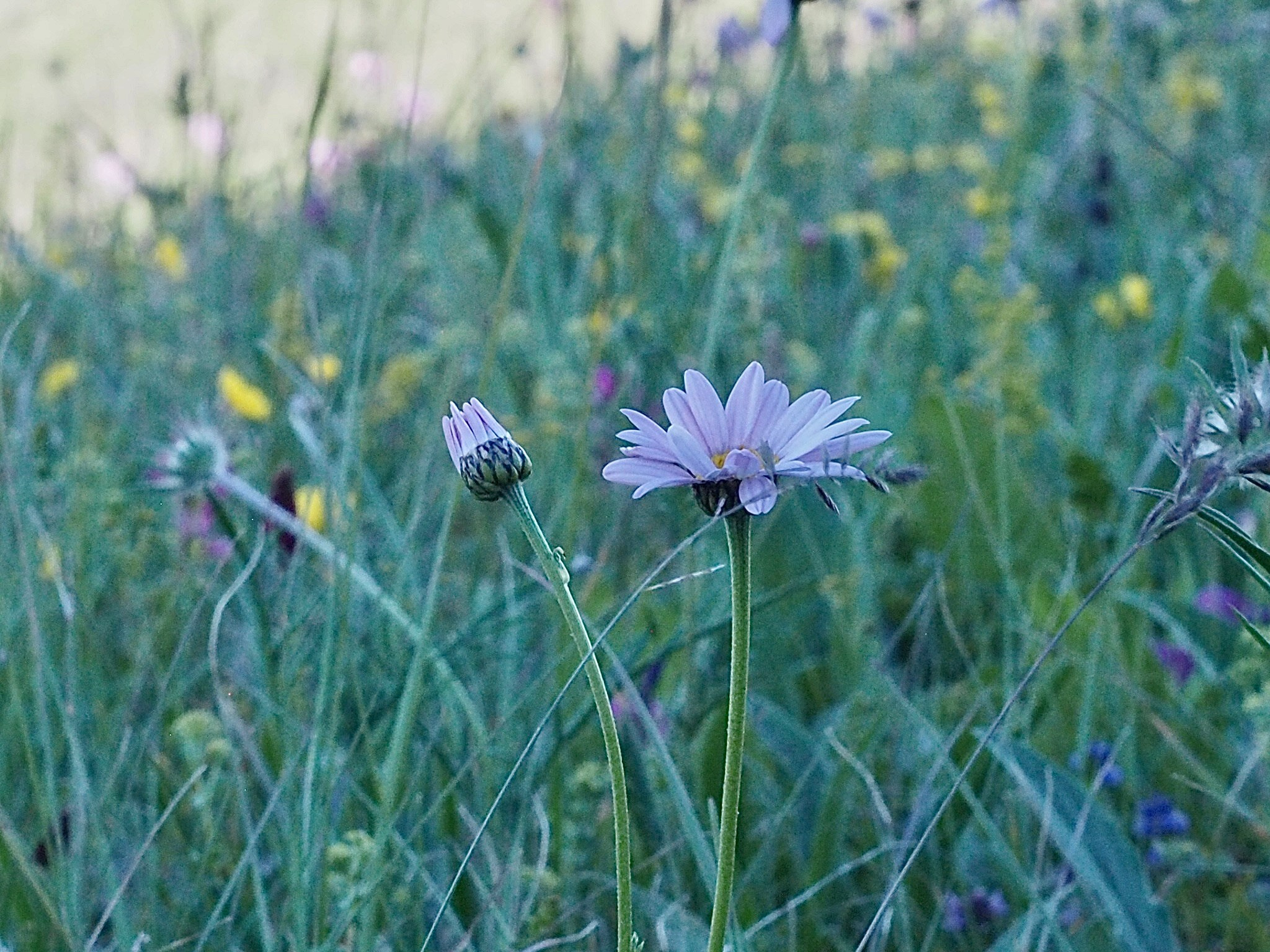 Флора и фауна. Смотри, красота!