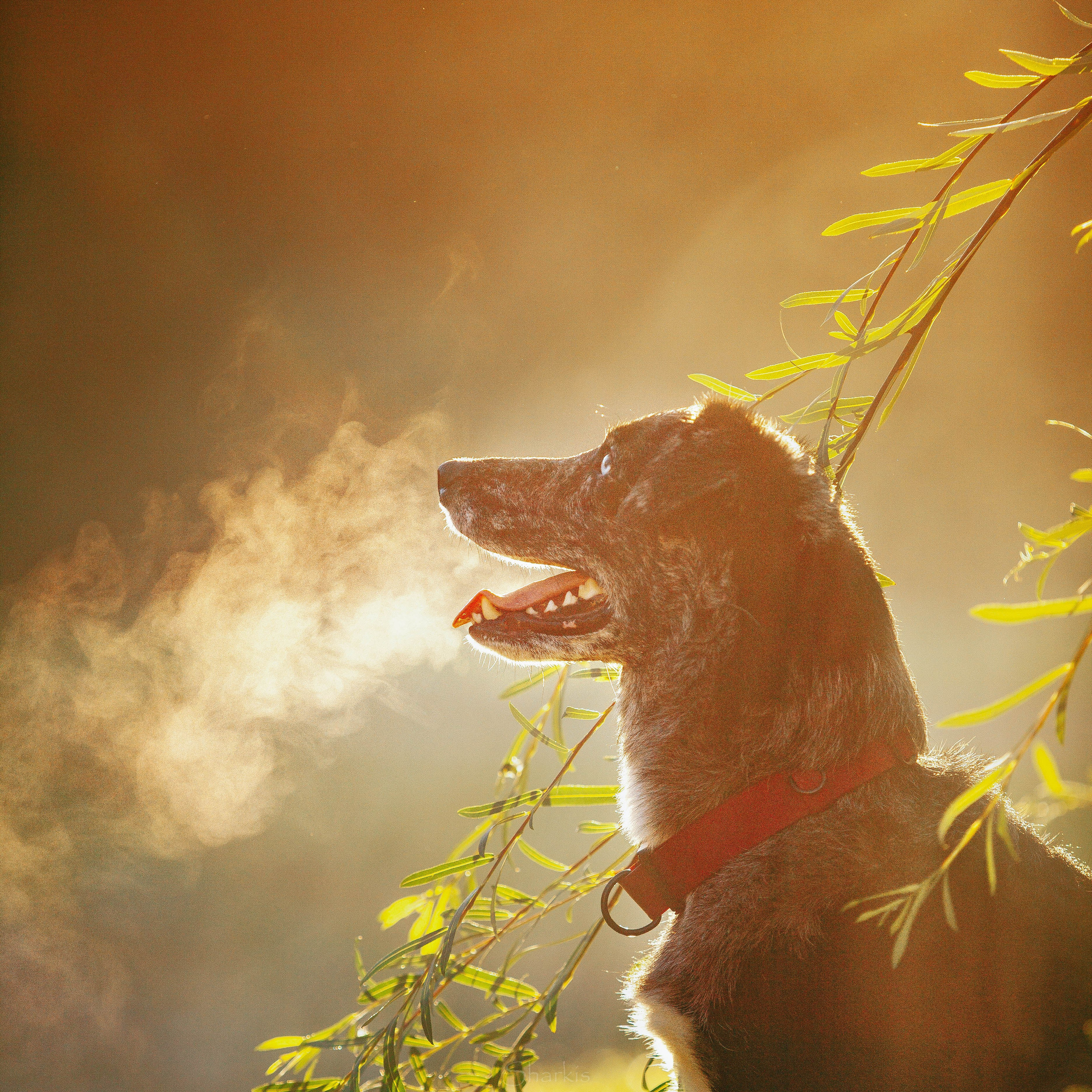 Вега и Гриша. Главная