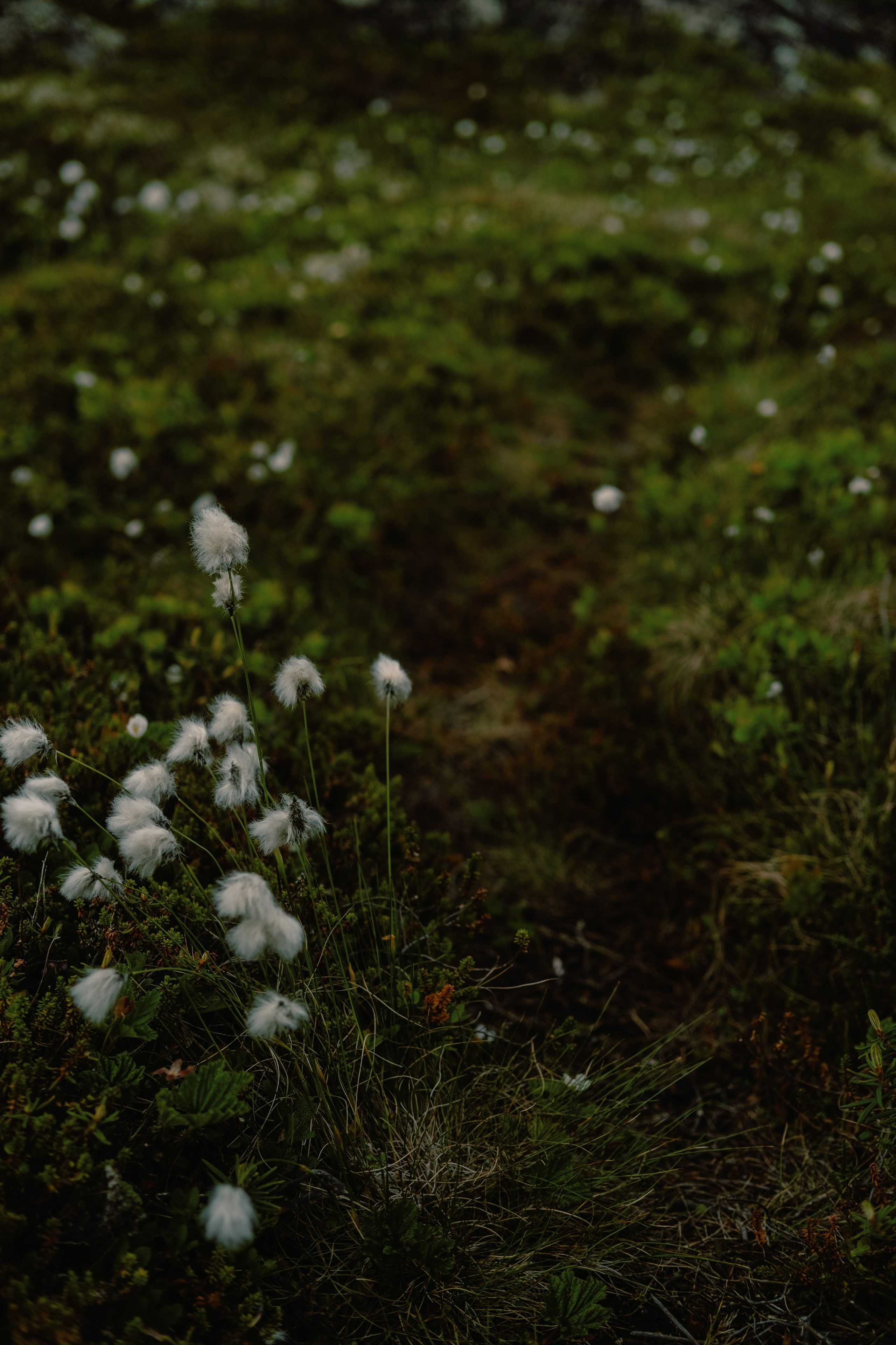 Карелия и Соловецкие острова. Обо мне