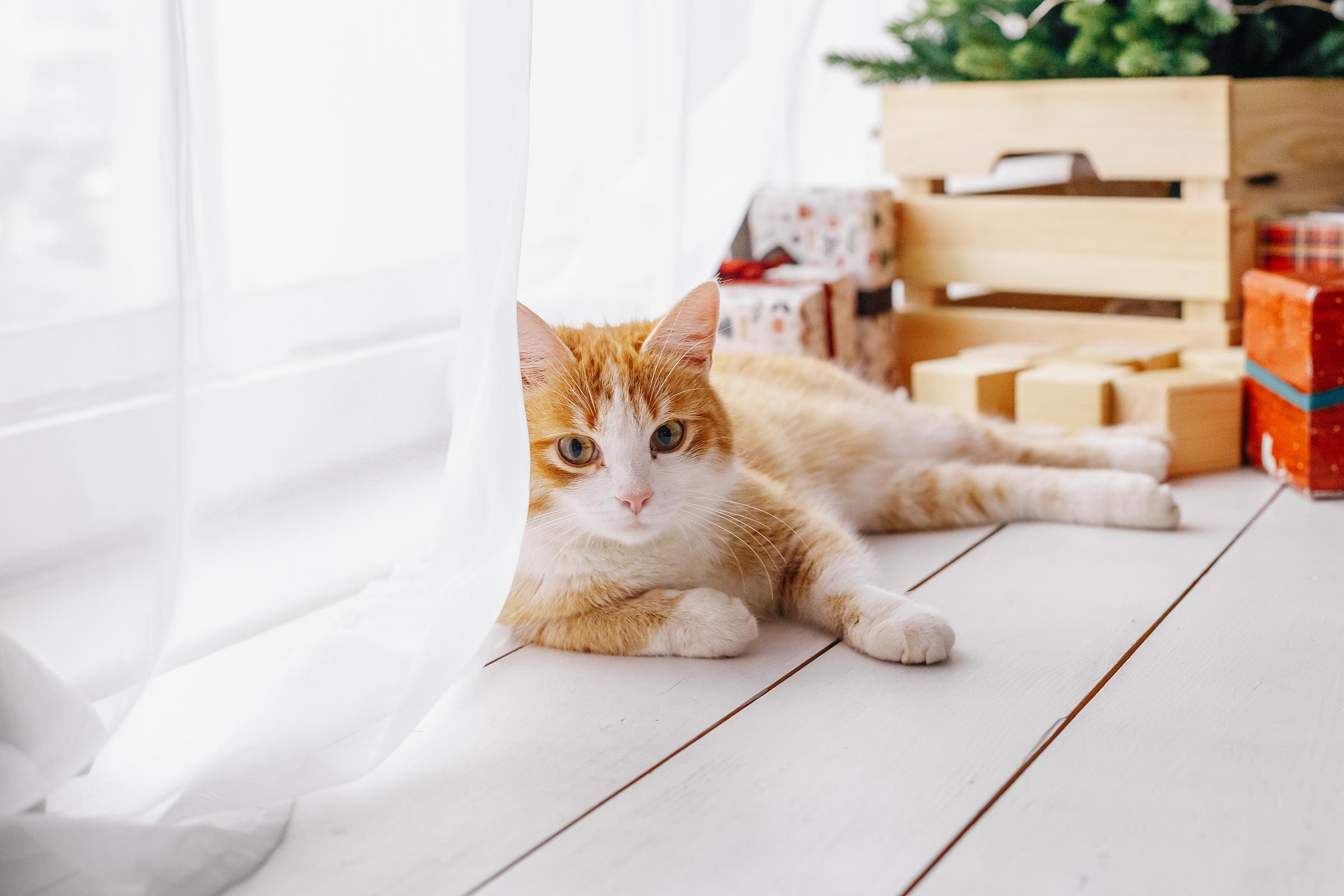 Новый год вместе. Свадебный и семейный фотограф Витебск, Минск, Андрей Павлов