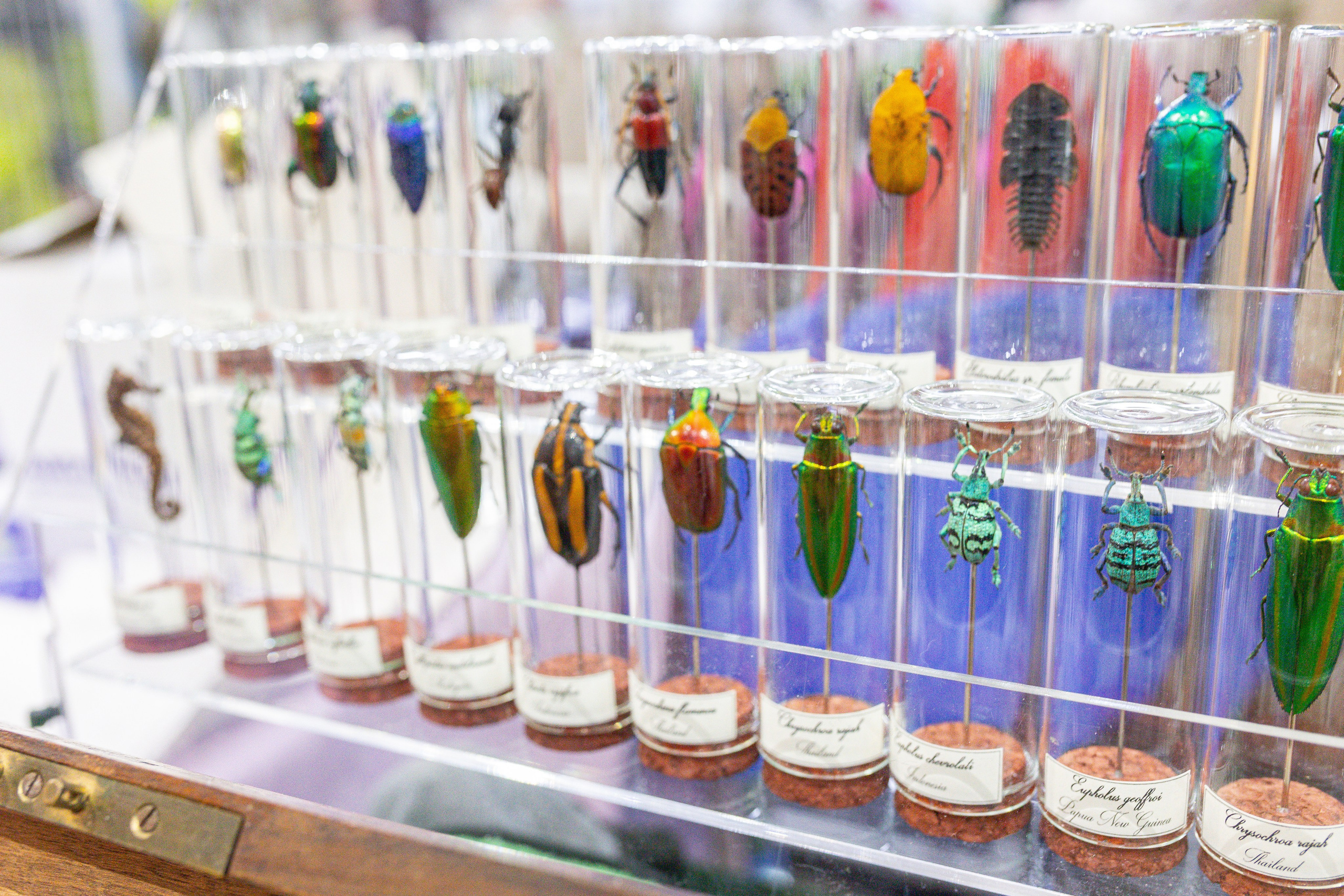 Орхидиум май 2025. Александра Куликова фотограф, Москва