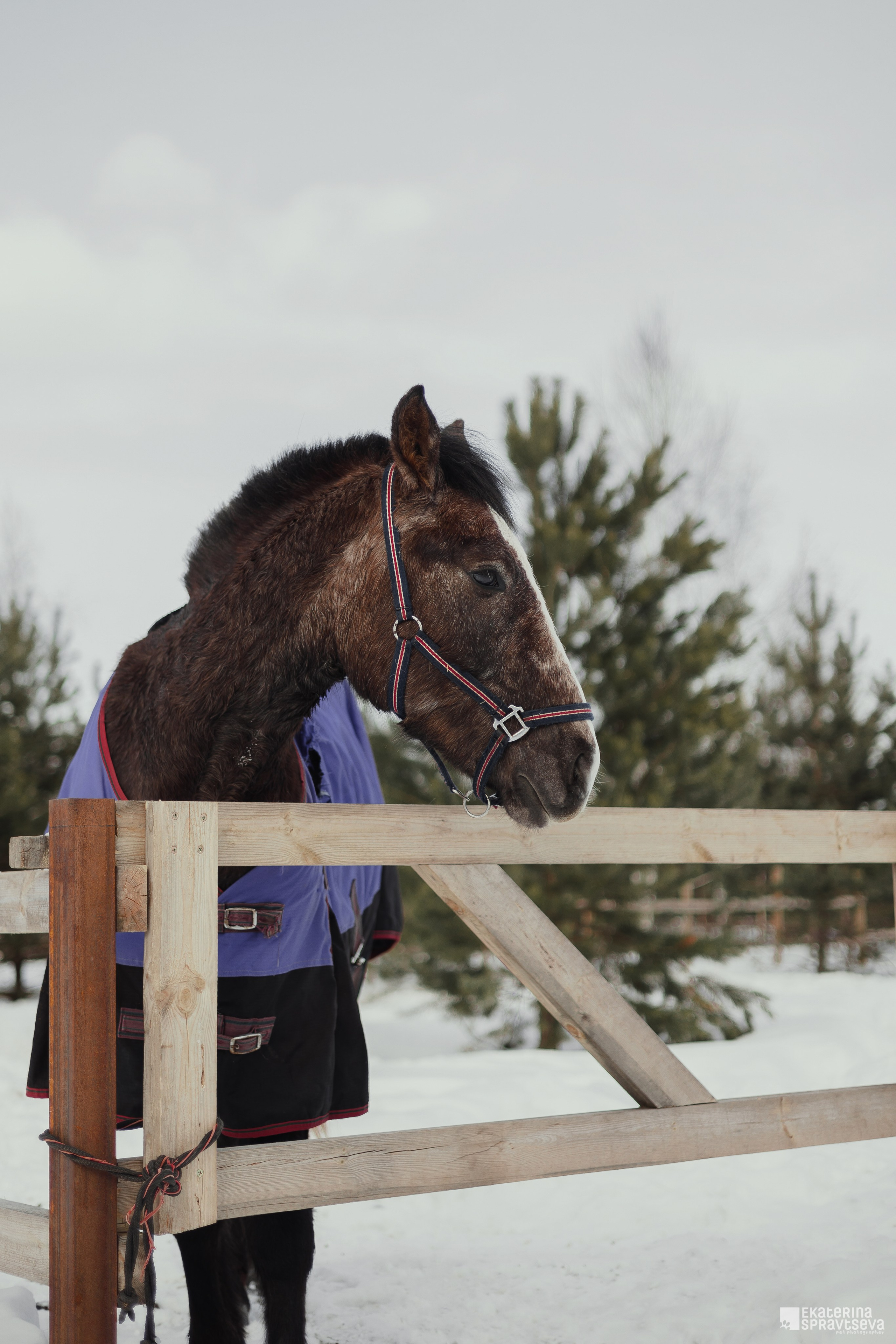 Среди грив и копыт. Фотограф Анималист Екатерина Справцева в Нижнем Новгороде