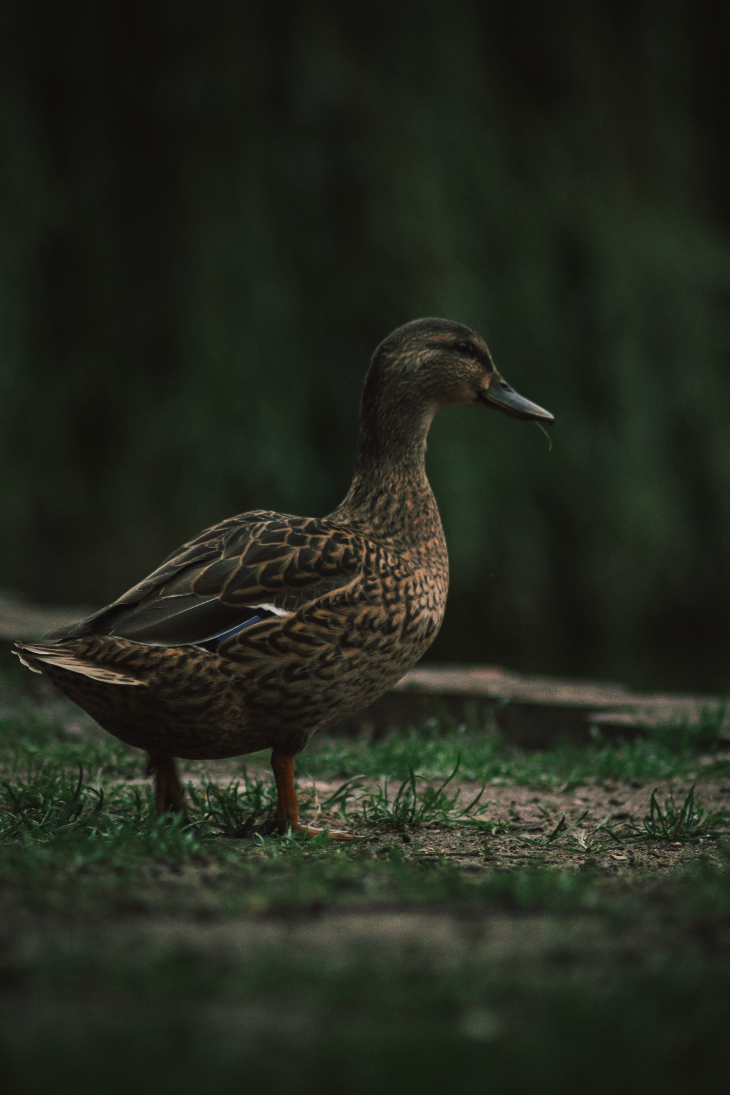 Т Е П Л Ы Й — З Е Л Е Н Ы Й. — Digital Noise —