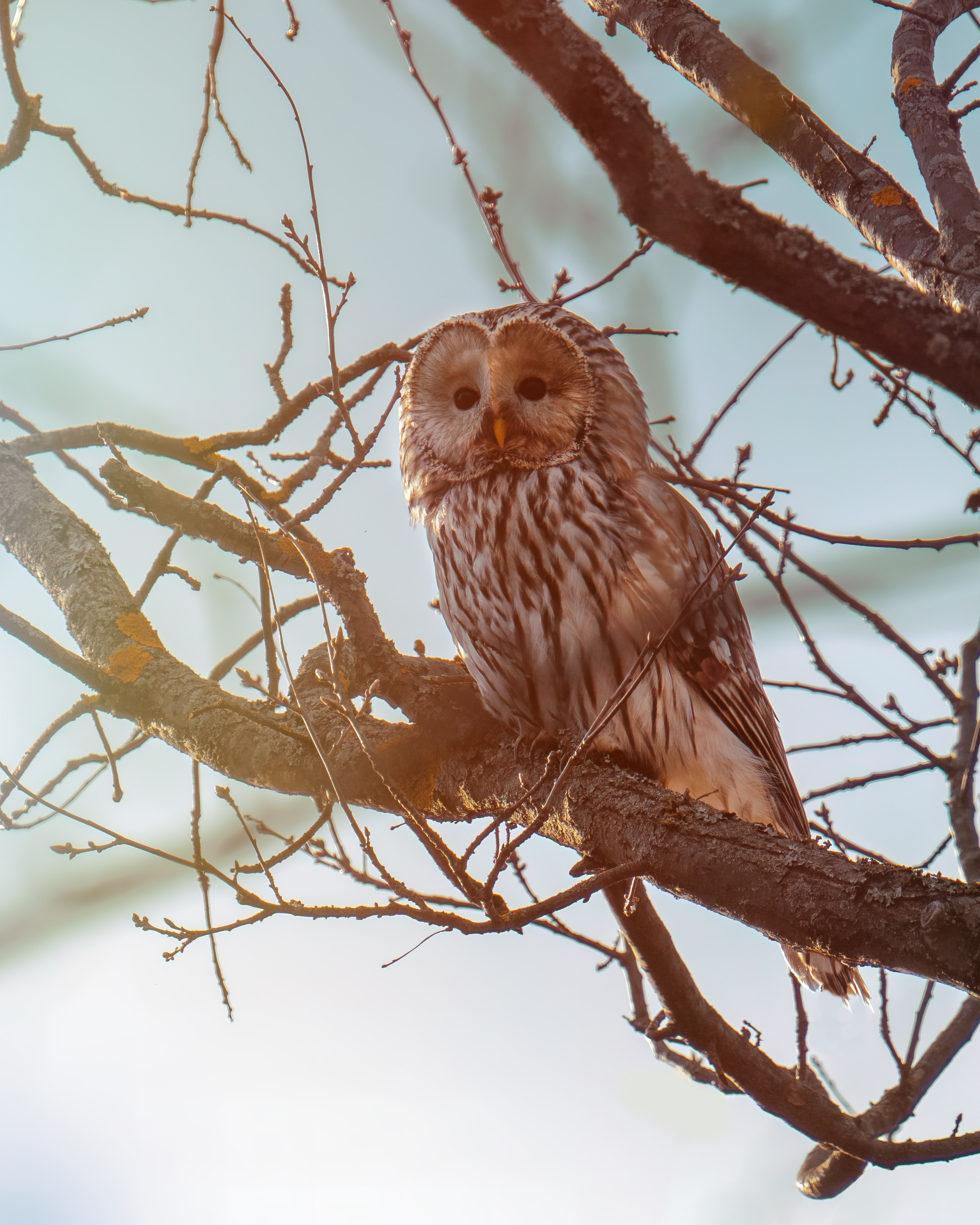 Дикие животные Чувашии. Фото птиц и млекопитающих. C H I L L S I D E — контент-фотограф и аэросъёмка в Чебоксарах