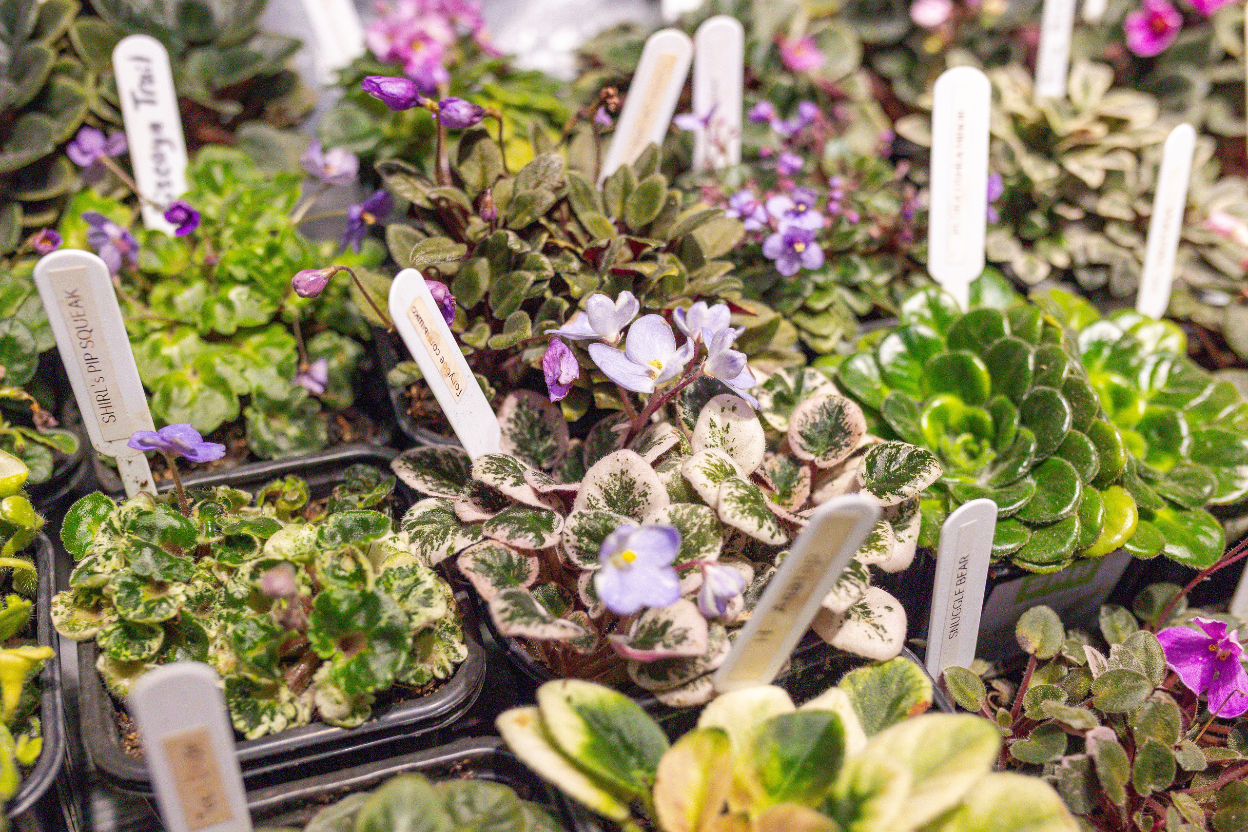 Орхидиум сентябрь 2025. Александра Куликова фотограф, Москва