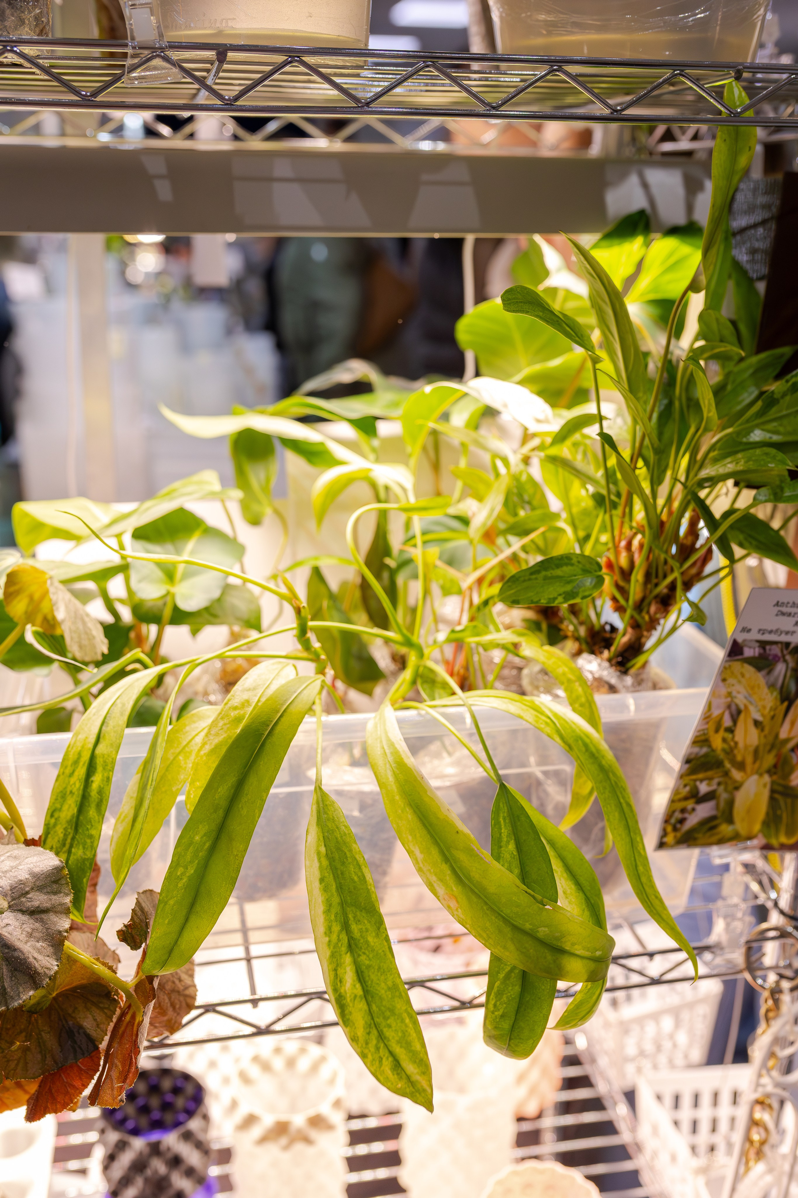 Монстериум апрель 2026. Александра Куликова фотограф, Москва