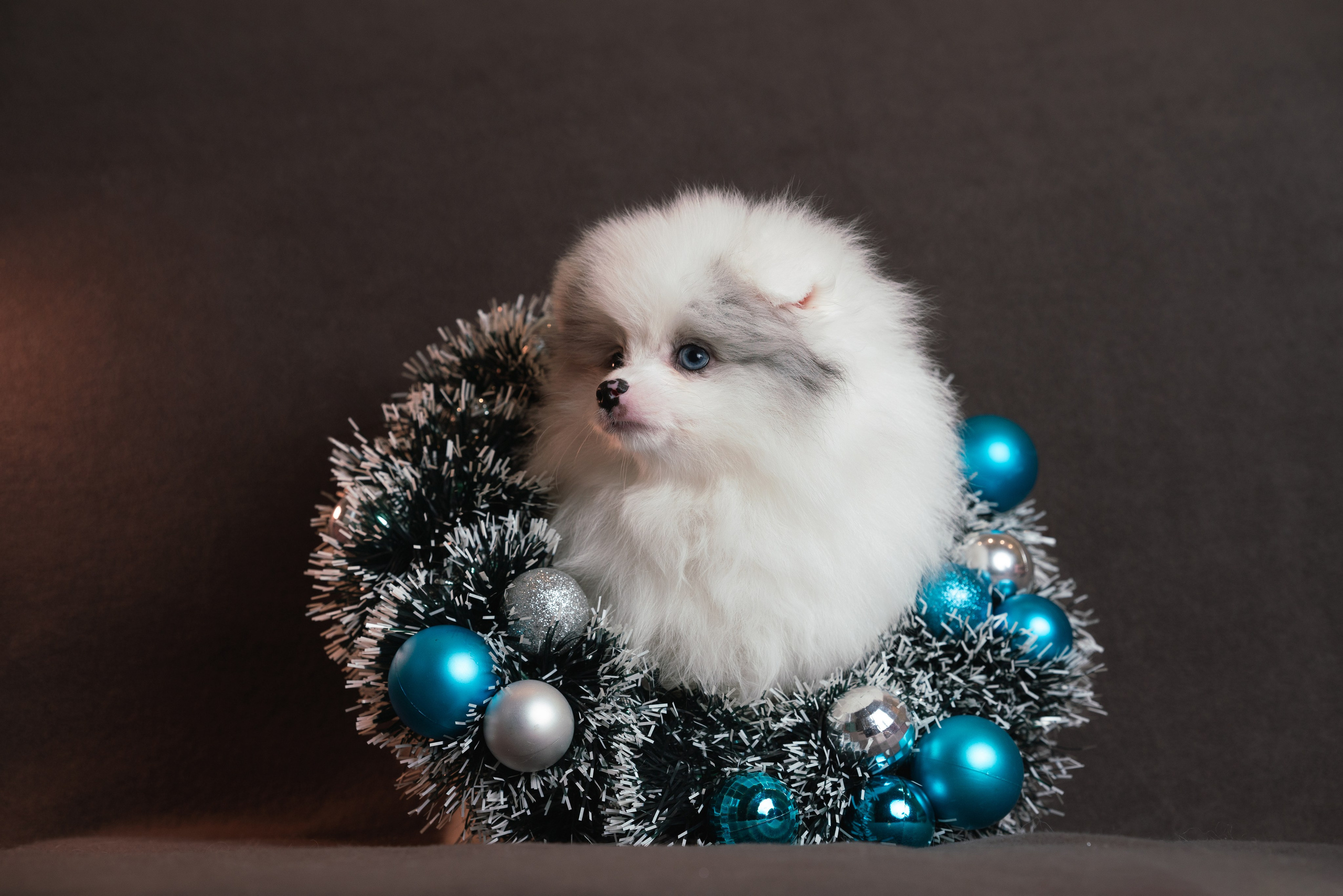 Шпицы. Фотограф анималист Осипчикова Мария