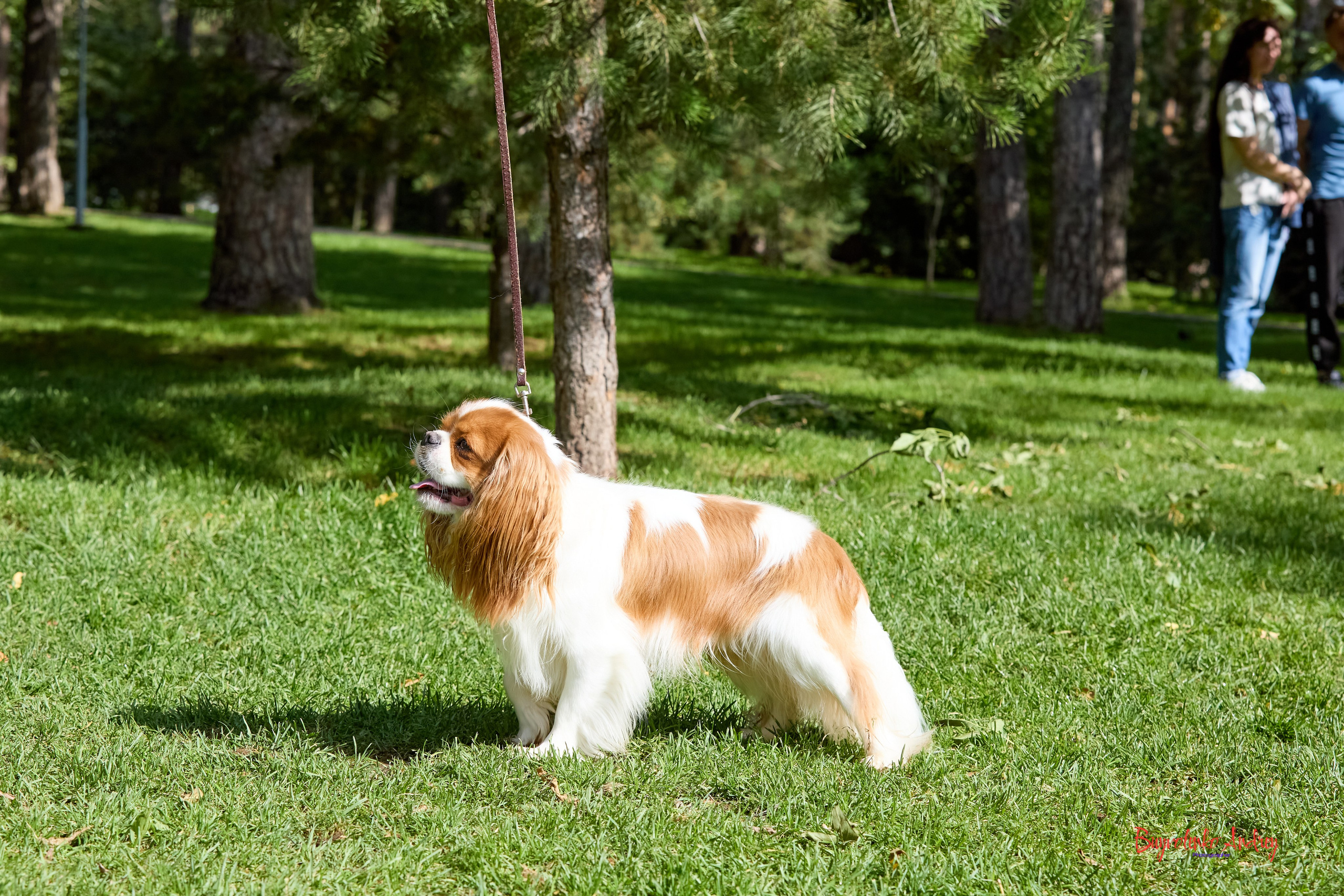 Фотопрогулка с кавалерами. Buyvolenko Andrey