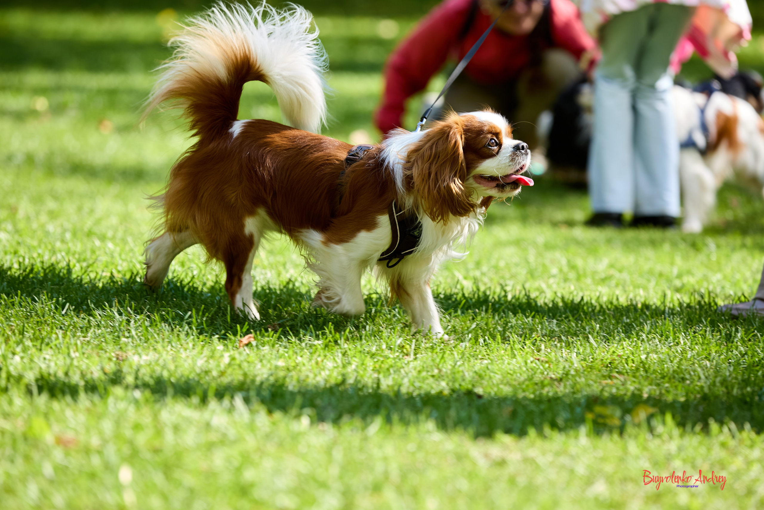Фотопрогулка с кавалерами. Buyvolenko Andrey