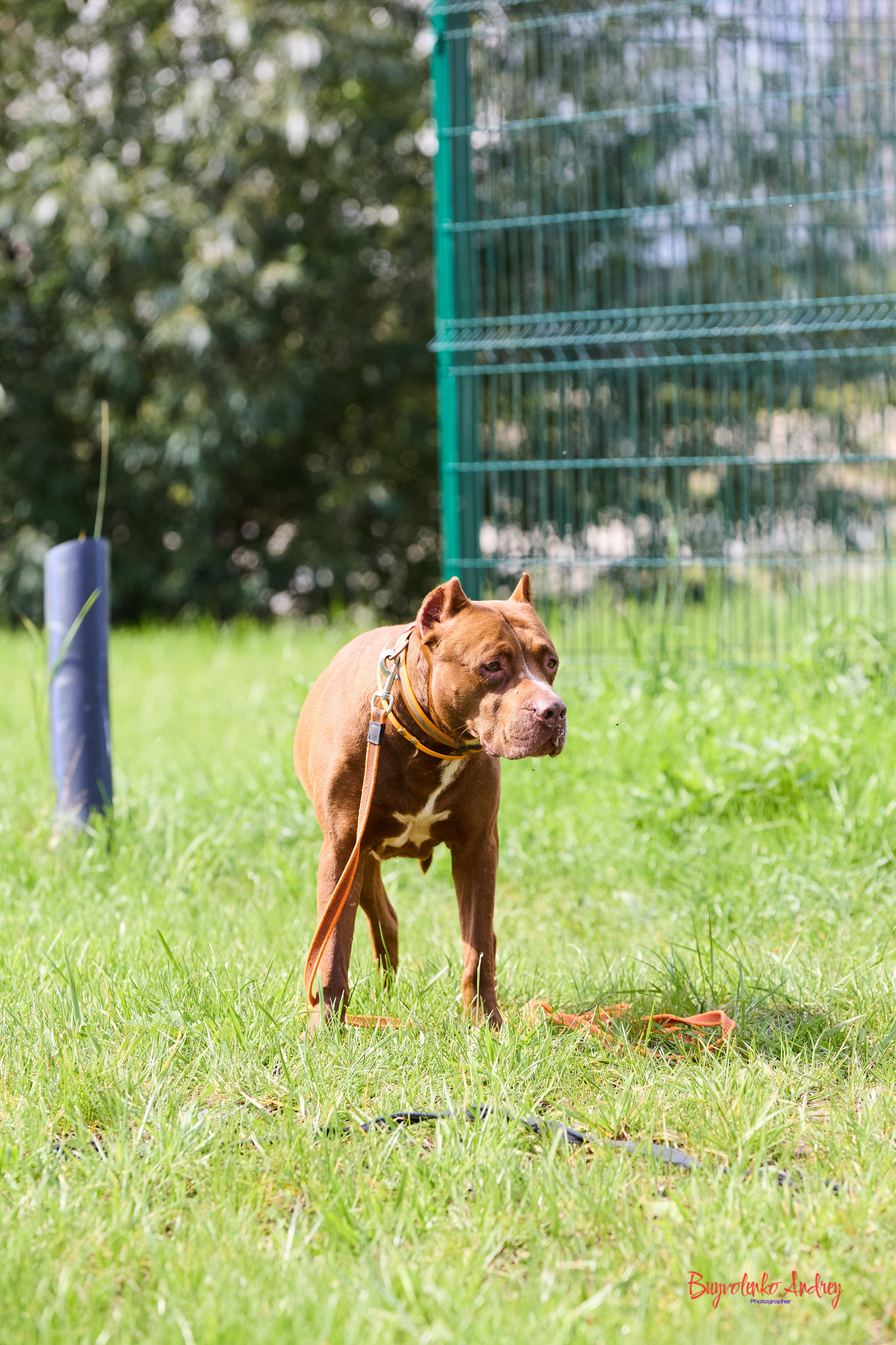 Проект фотопрогулка с хвостиком. Buyvolenko Andrey