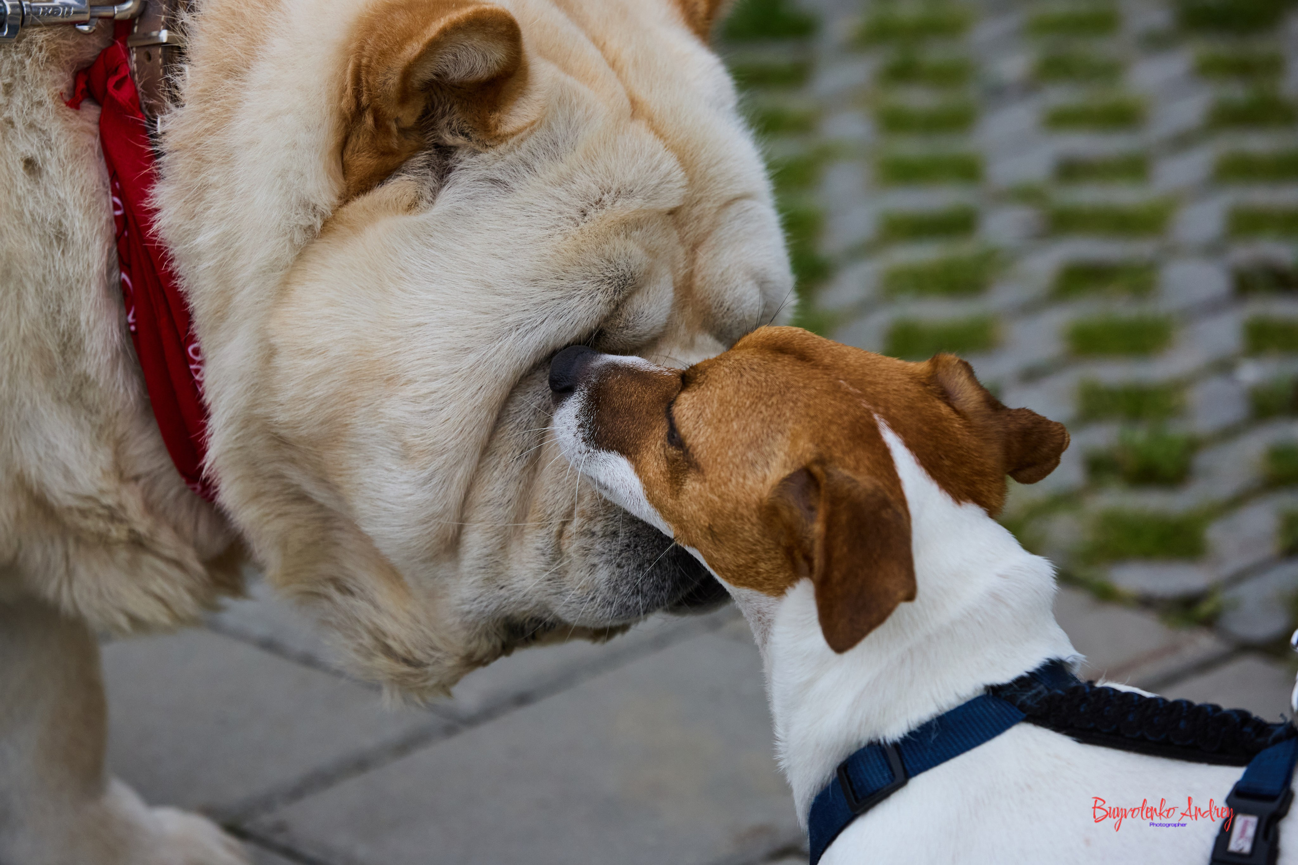 Проект фотопрогулка с хвостиком. Buyvolenko Andrey