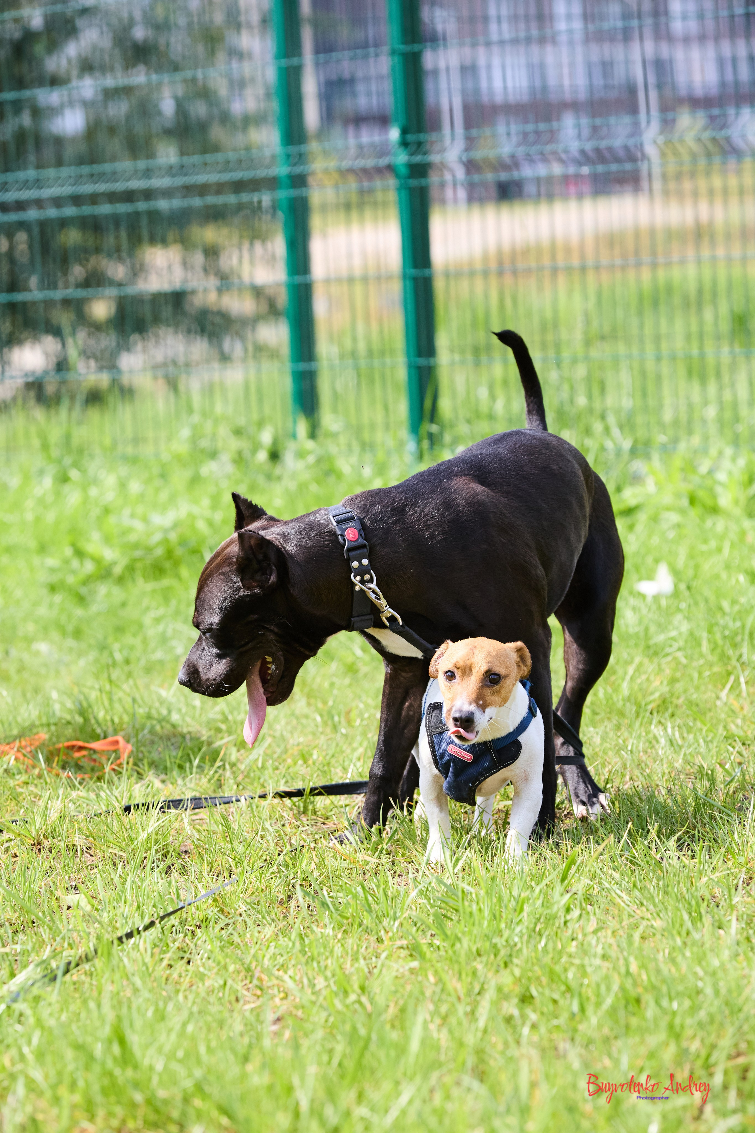 Проект фотопрогулка с хвостиком. Buyvolenko Andrey