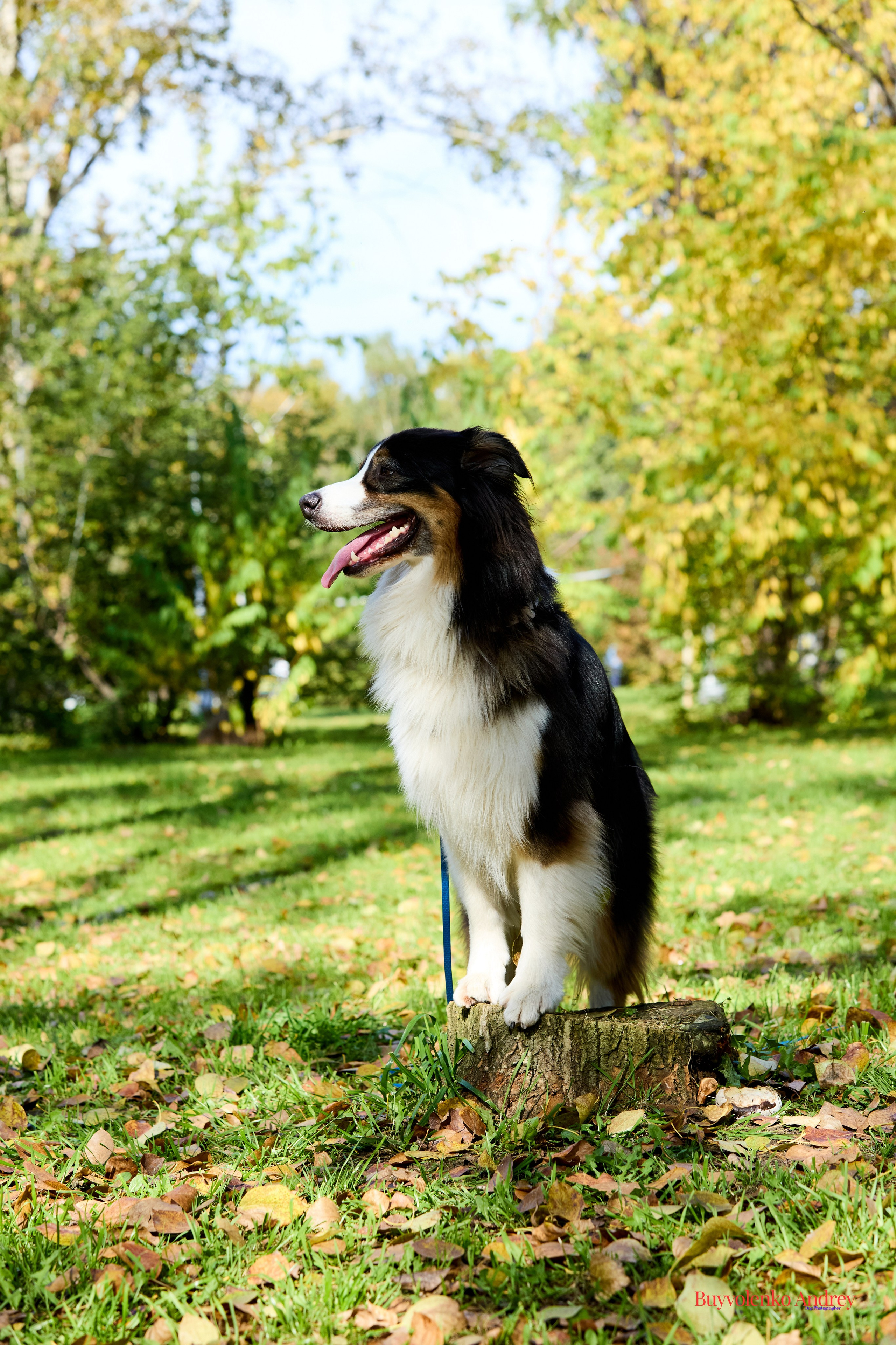 Басенджи и Аусси 21.09.2025. Buyvolenko Andrey