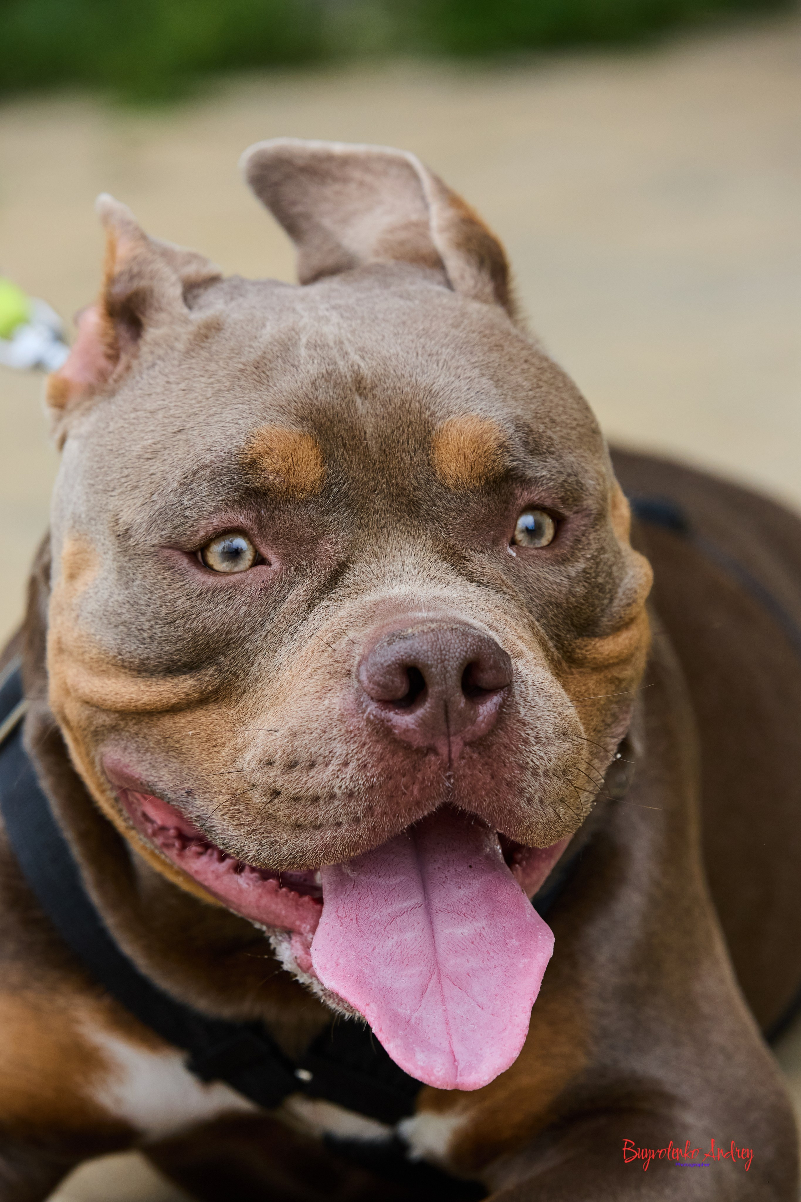 Проект фотопрогулка с хвостиком. Buyvolenko Andrey