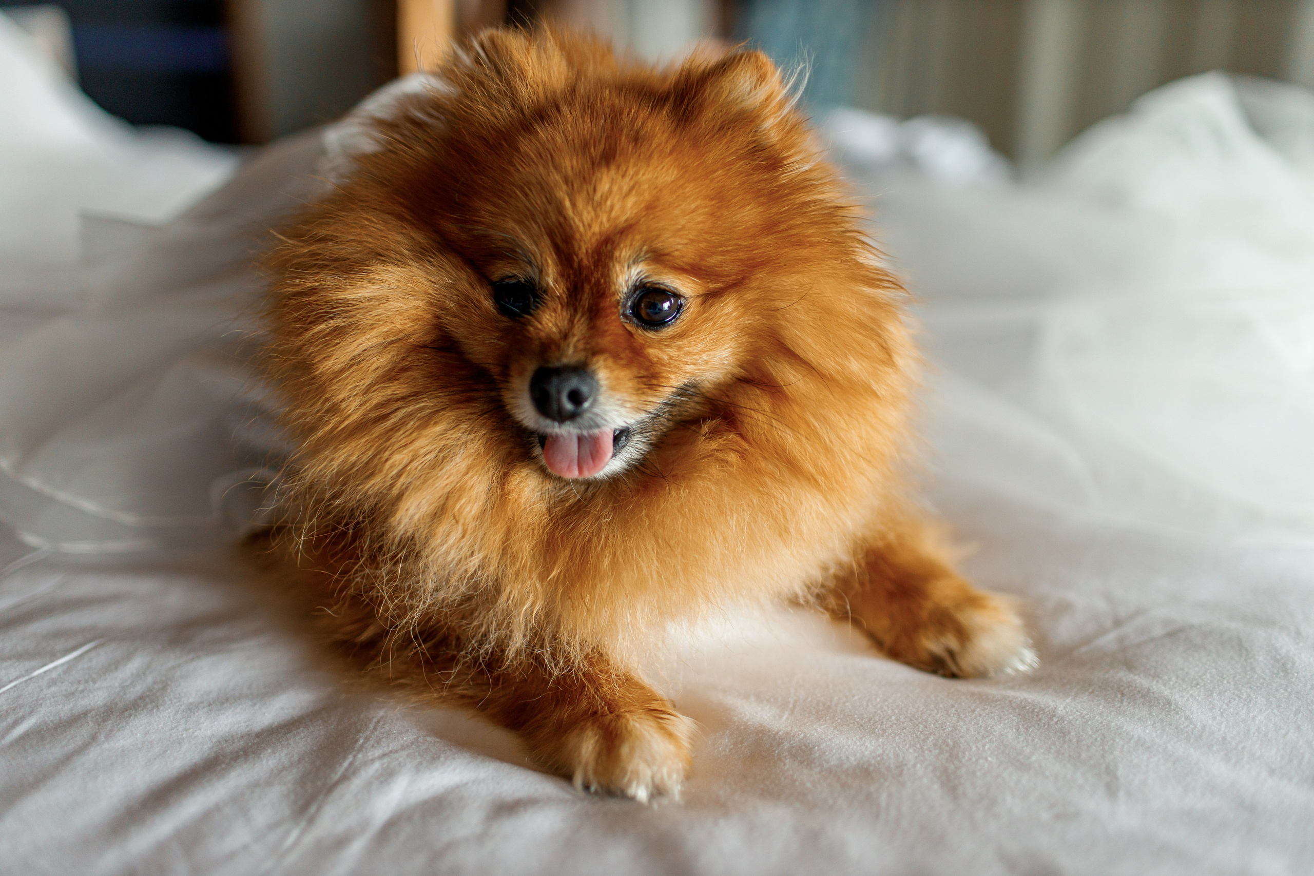 Свадьба с гостями на Пхукете. Фотограф на Пхукете в Таиланде