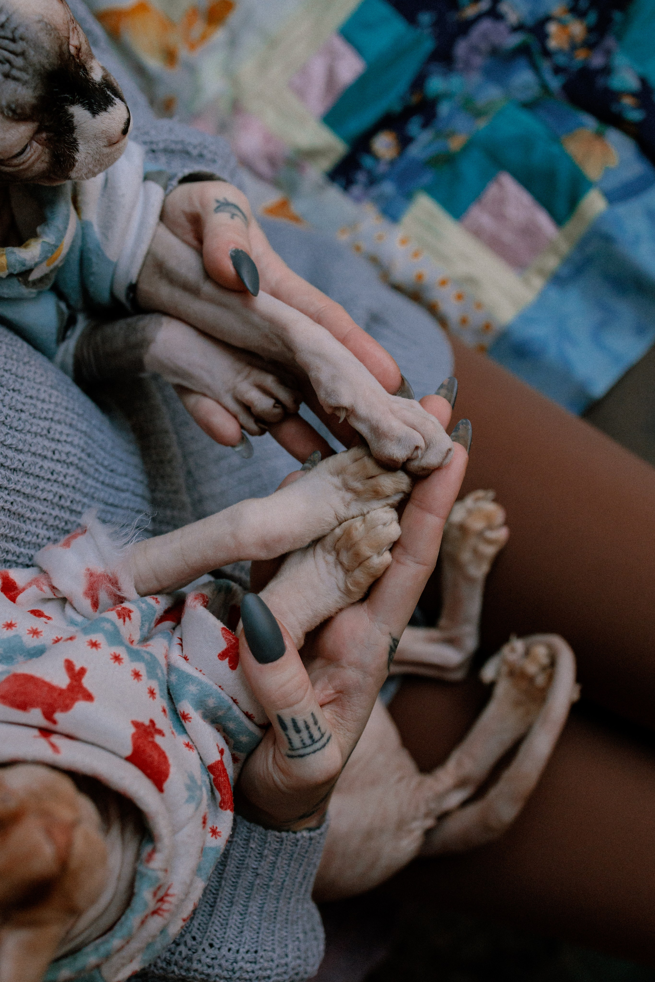 Алиса и котики. Фотограф в Санкт-Петербурге Алёна Губинская