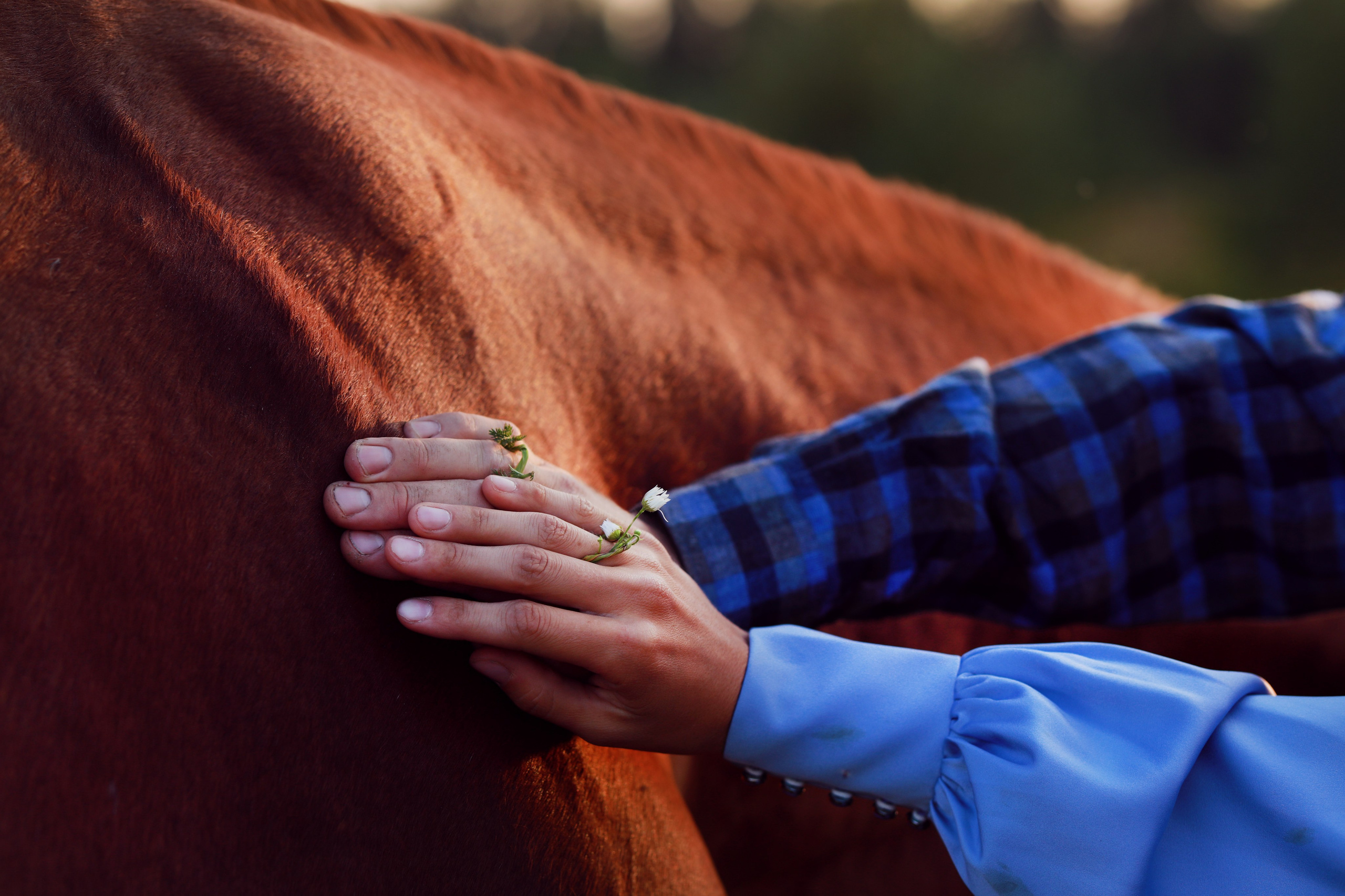 Семейная, love-story с лошадьми. Фотосессия с лошадьми