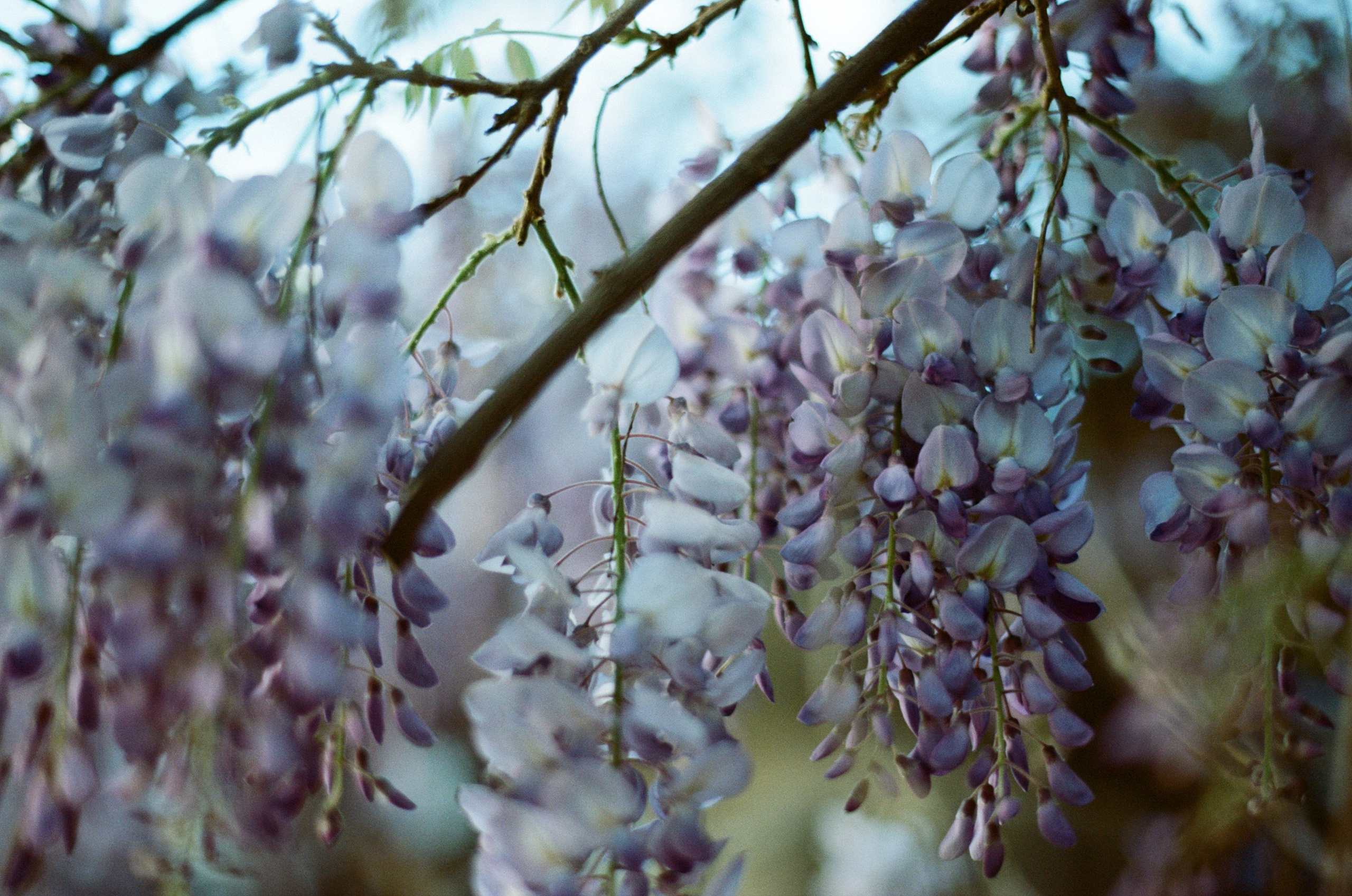 Silver strings // ukraine, crimea. EVER EXPOSED