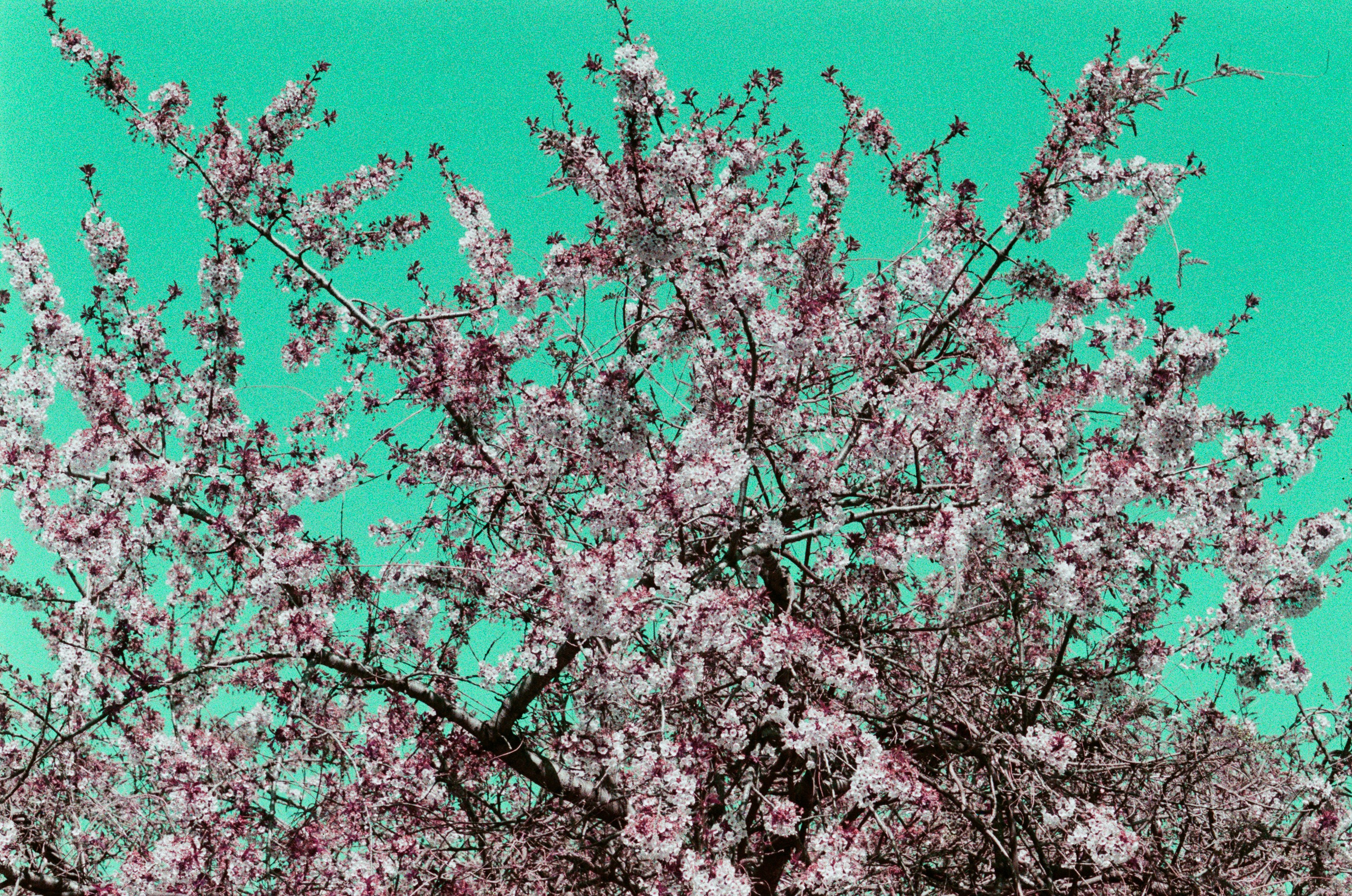 Sakura blues // ukraine, crimea IX. EVER EXPOSED