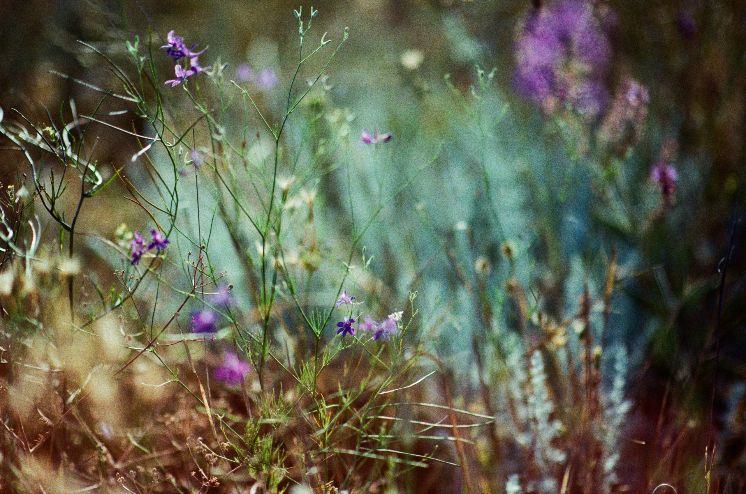 Silver strings // ukraine, crimea VII. EVER EXPOSED