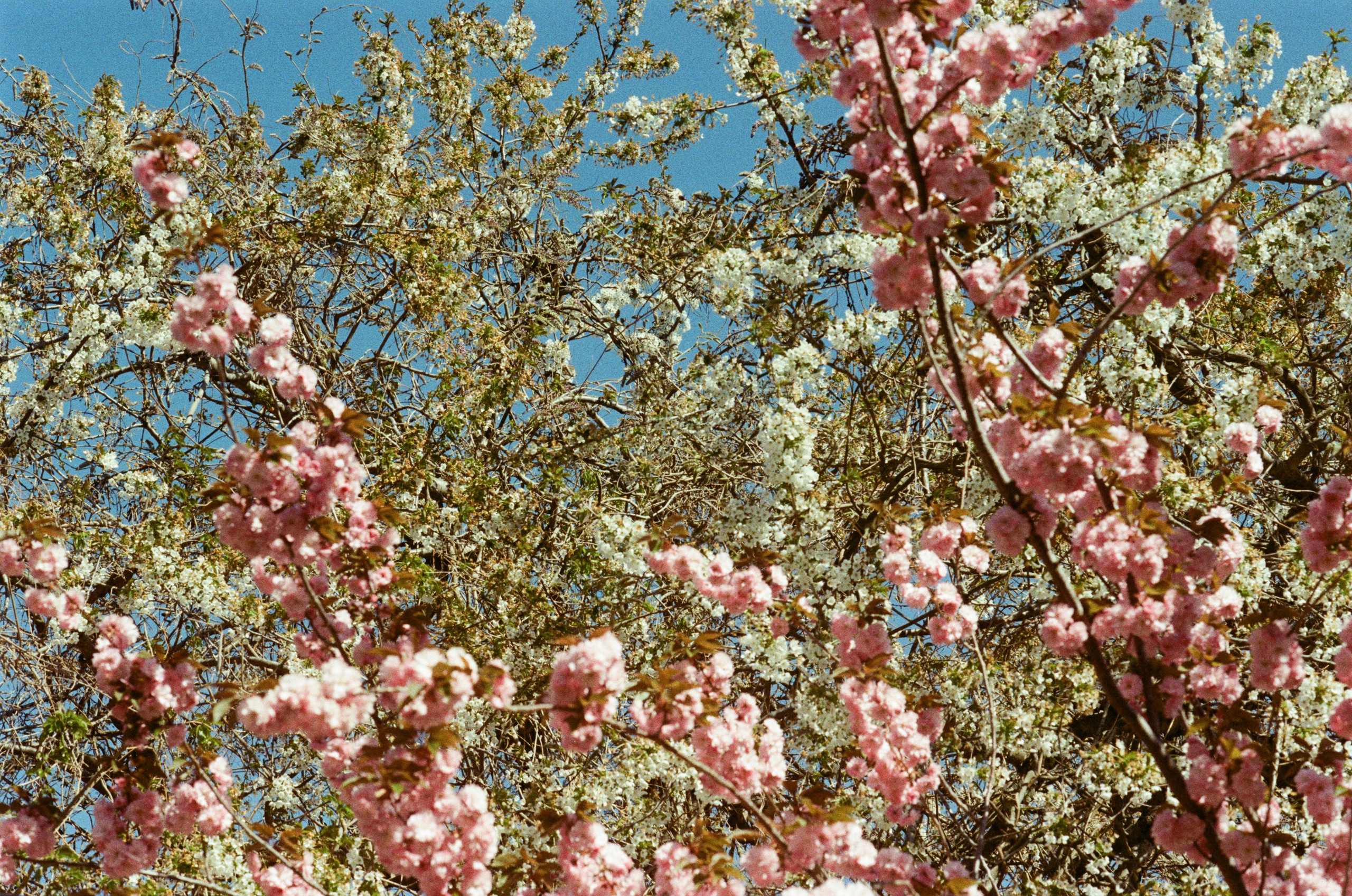 Sakura blues // ukraine, crimea V. EVER EXPOSED