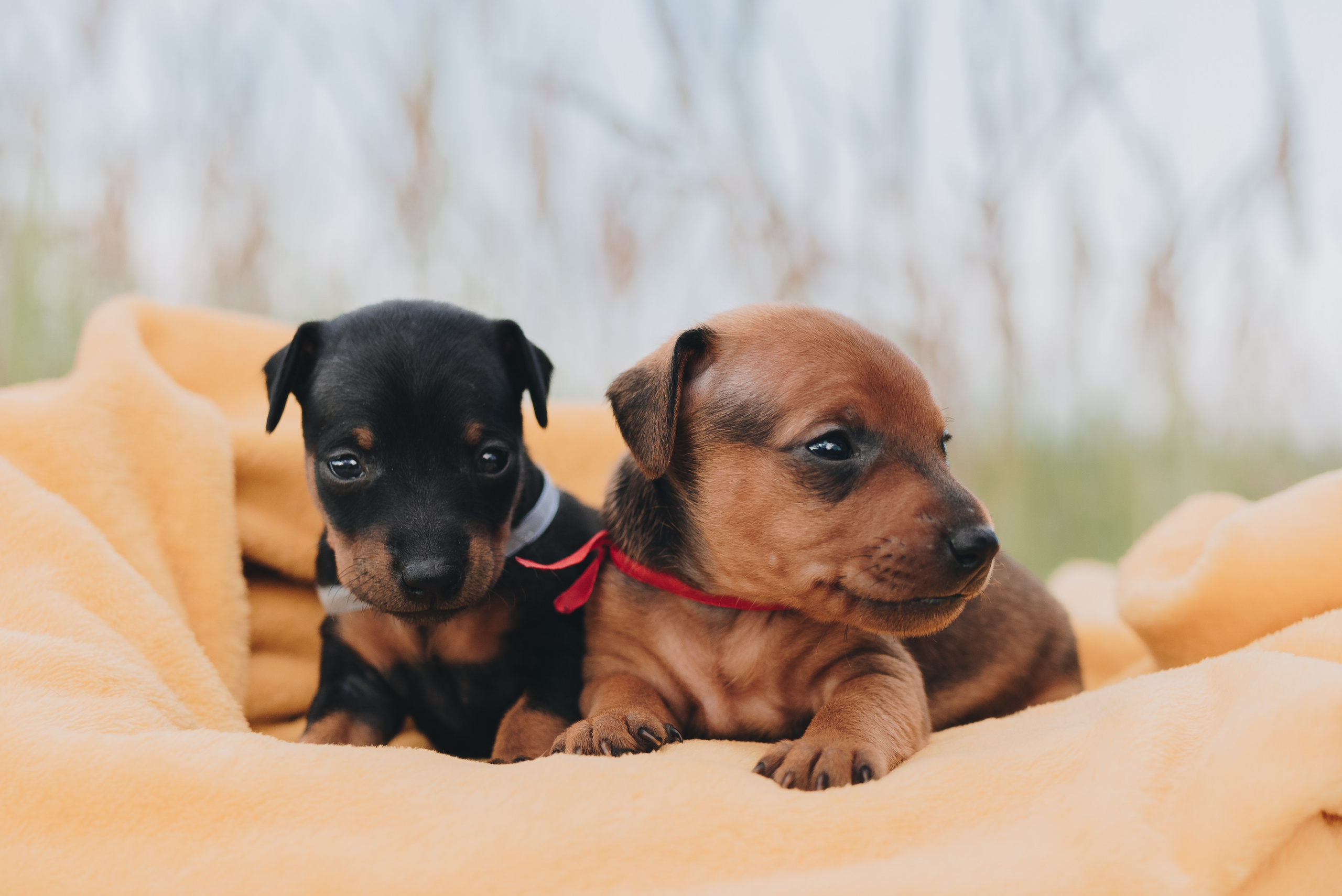 Pinschers. Natalia Finch Photography — Family, Kids & Pet Photographer in Chicago, IL