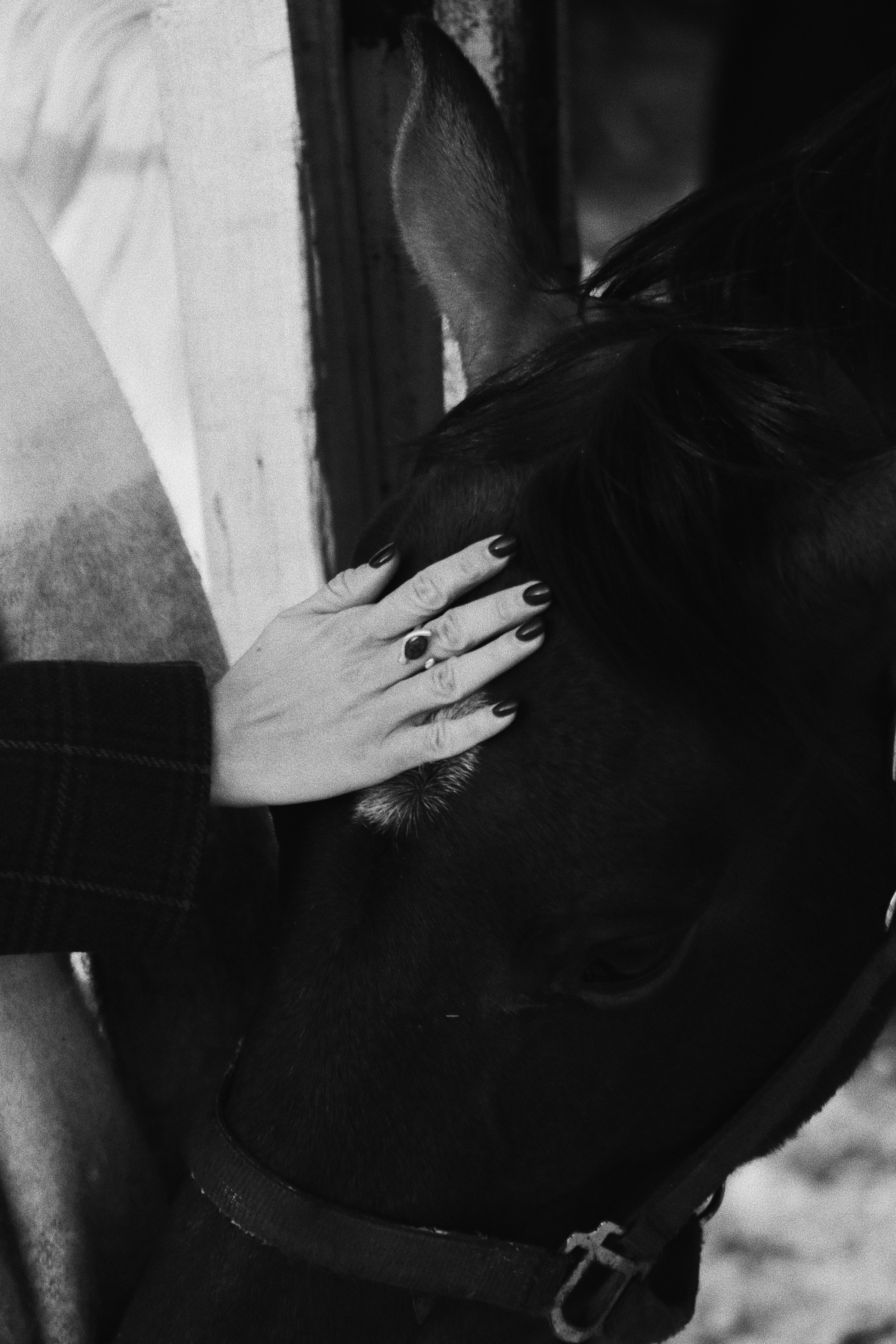 Мария Попова. Фотосессии с лошадьми в Москве, Новосибирске