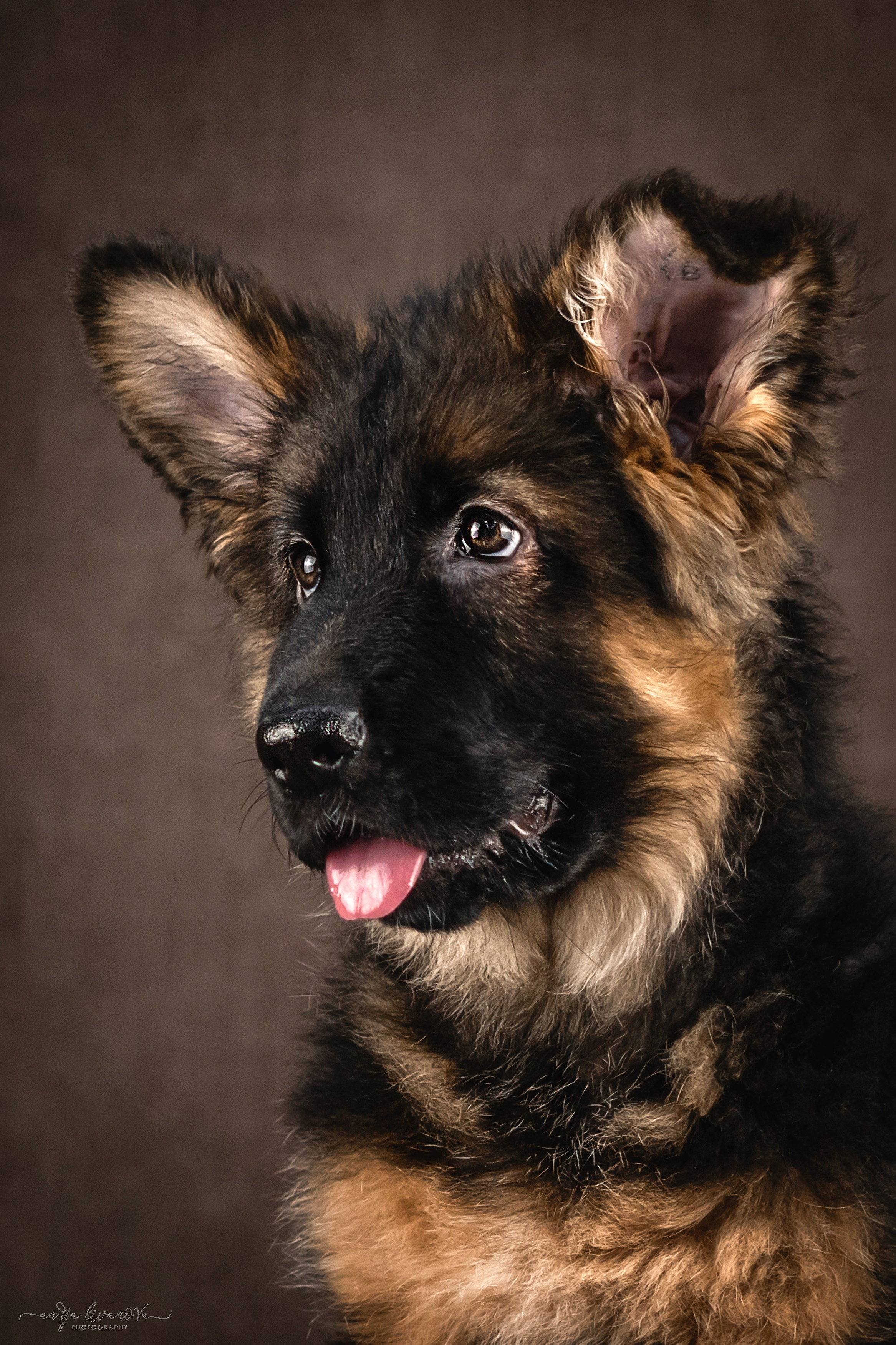 Овчарята. Фотограф анималист Аня Ливанова | Рыбинск