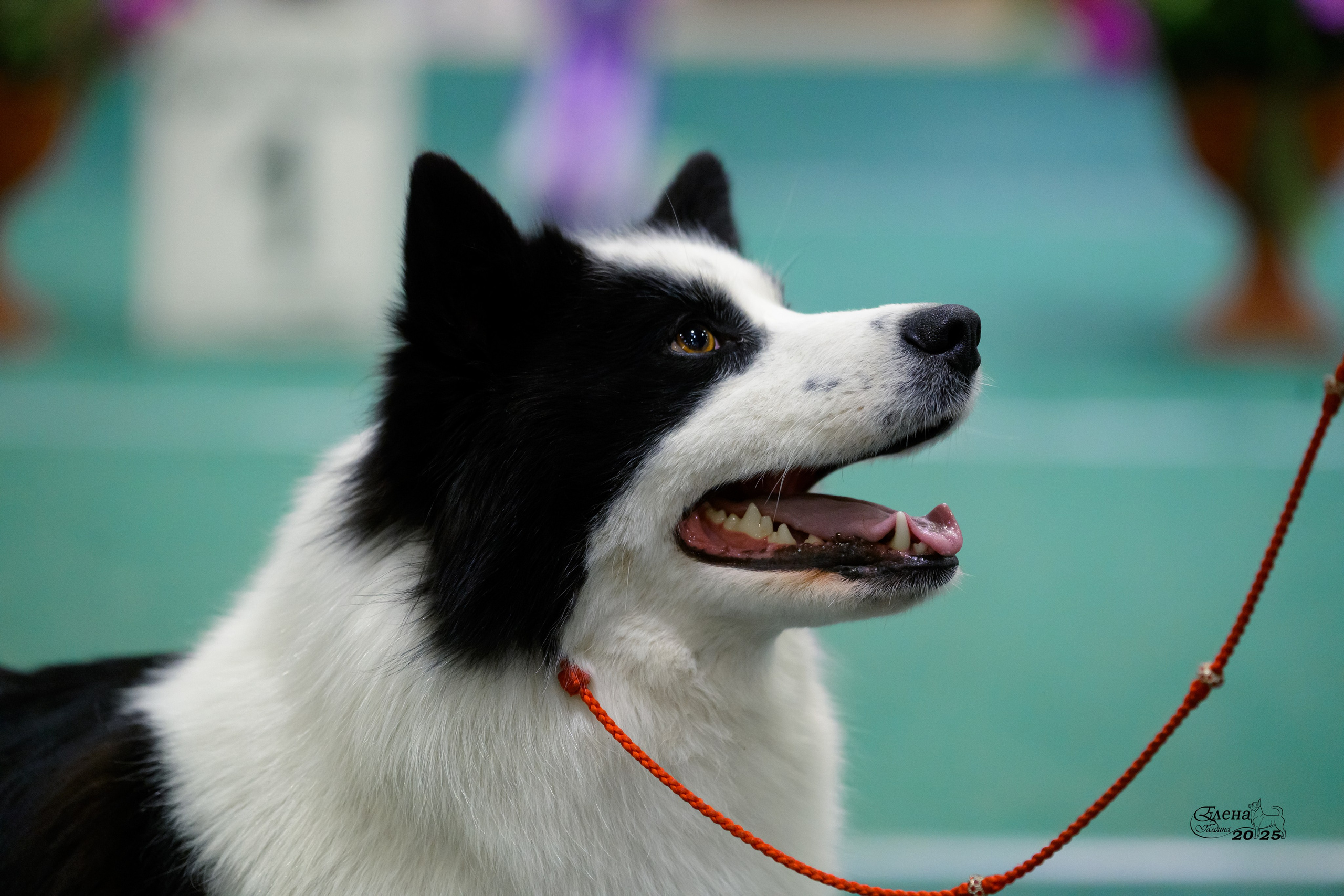 6-7.12.2025 г.Новосибирск. Фотограф анималист Елена Галдина г. Красноярск