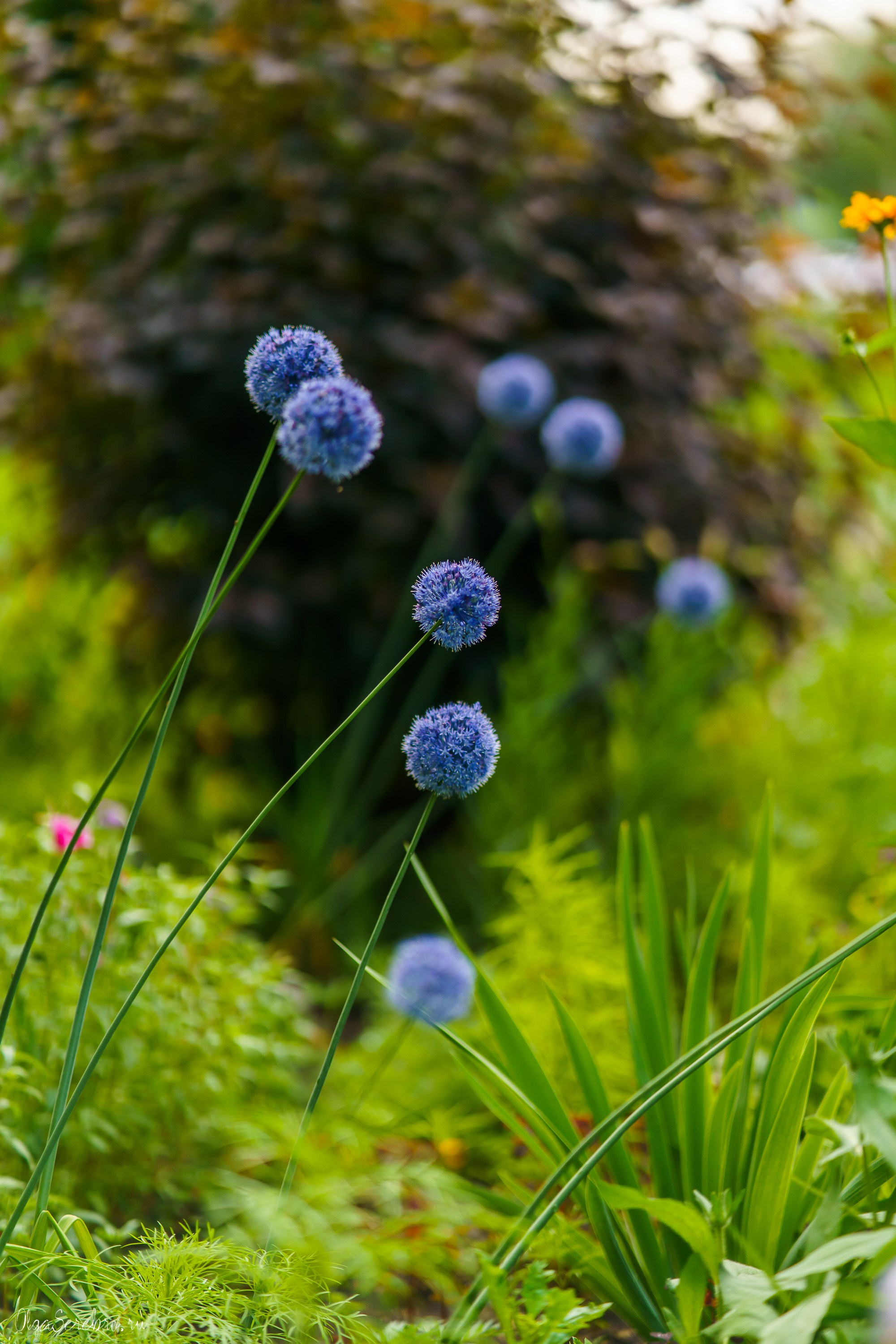 Клумба на Черкасской. Фотограф Челябинск · Ольга Серебрякова