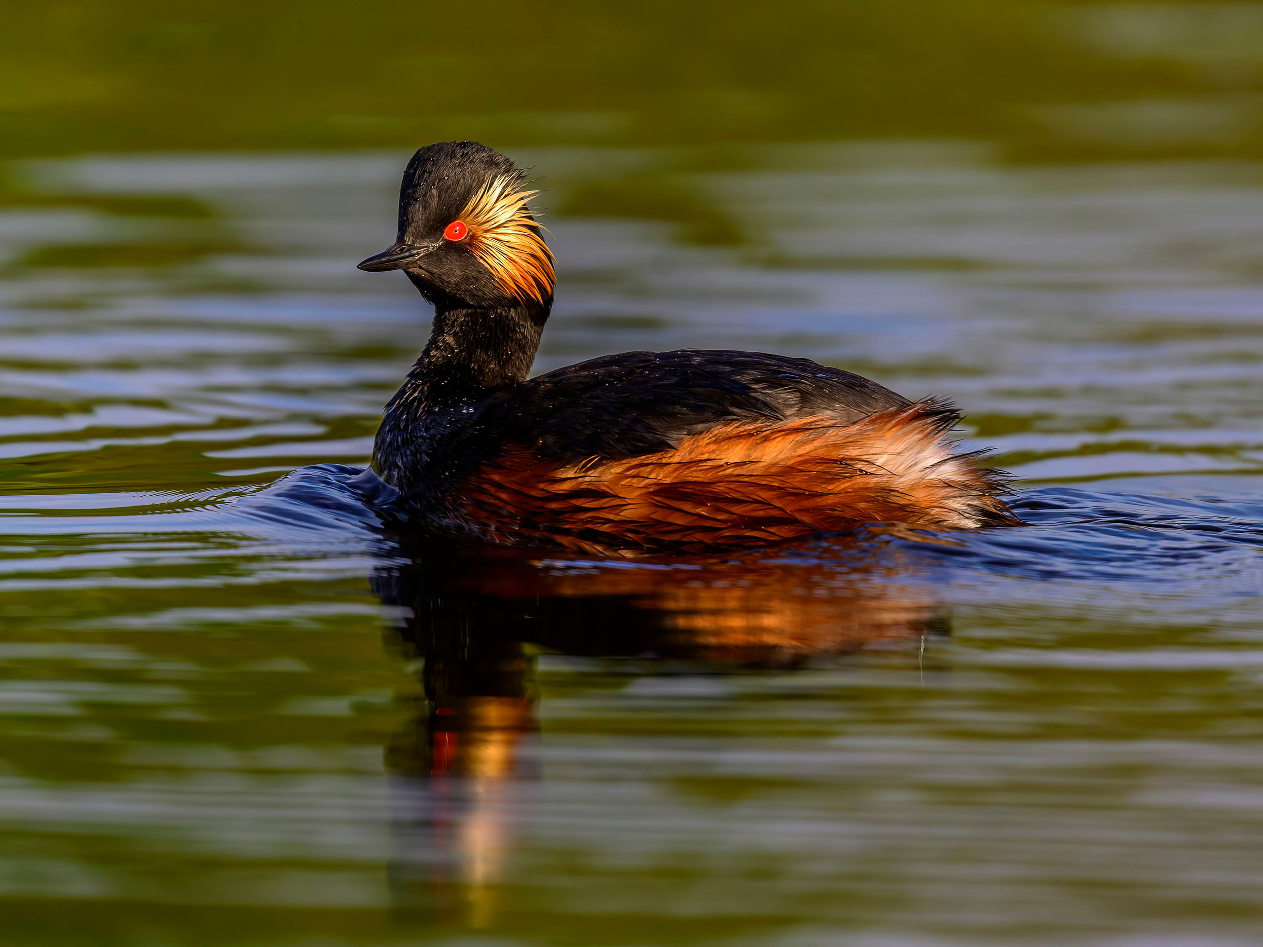 Черношейная поганка. Wildlife photography by Sergey Puponin